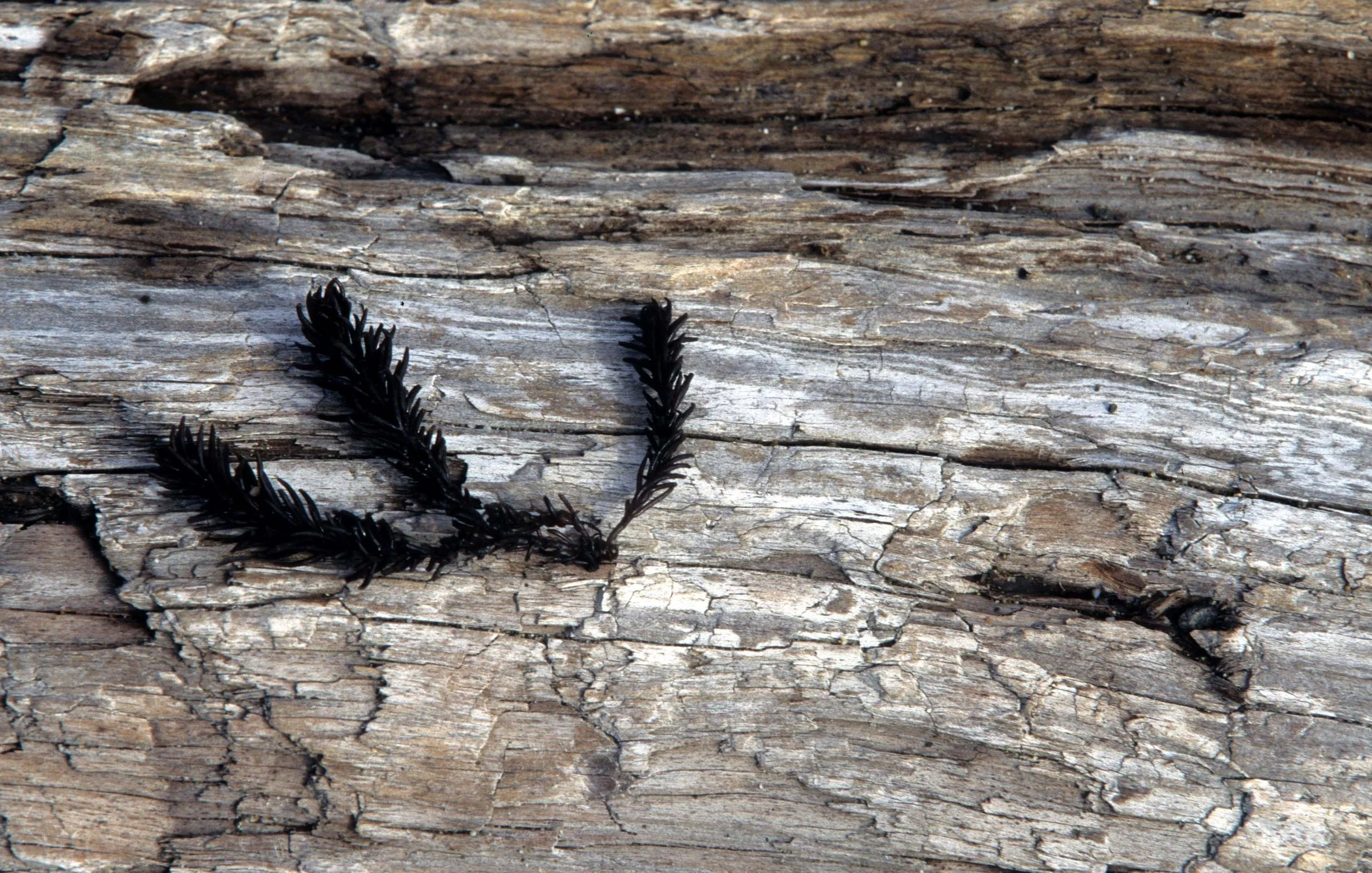 CALIFORNIA - BODEGA BAY - MARINE ALGAE SPECIES (3).jpg