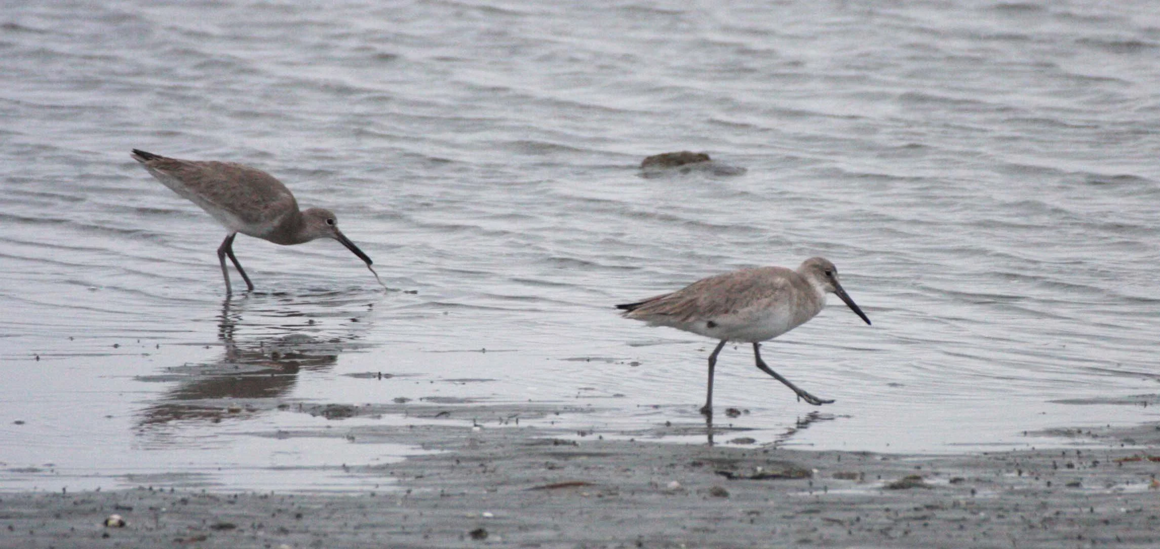 BIRD - WILLET - SAN IGNACIO LAGOON BAJA MEXICO (8).JPG