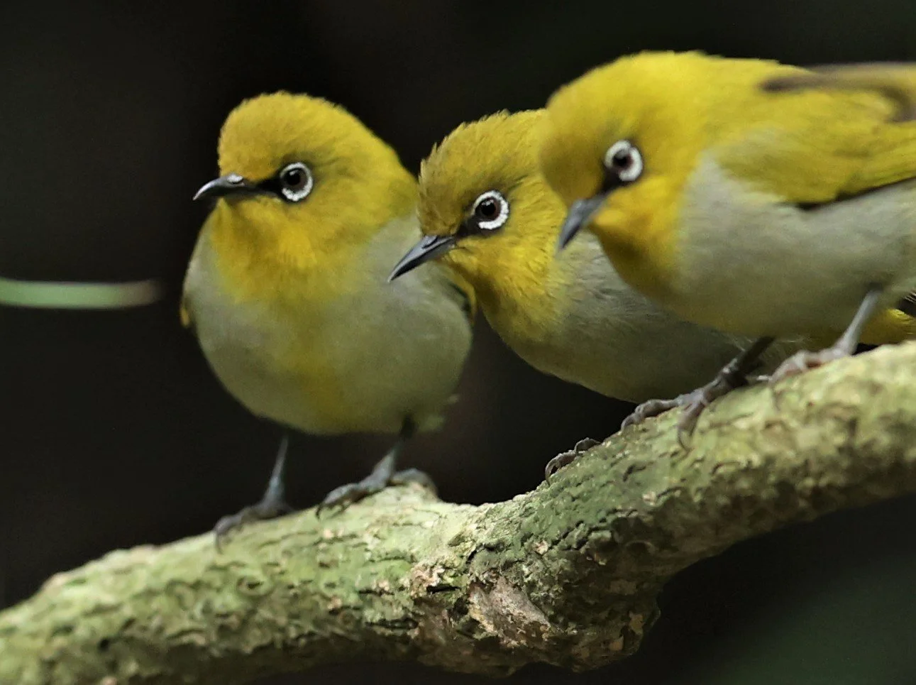 Indian White-eye (Zosterops palpebrosus) Doi Inthanon NP Chiang Mai (10).JPG