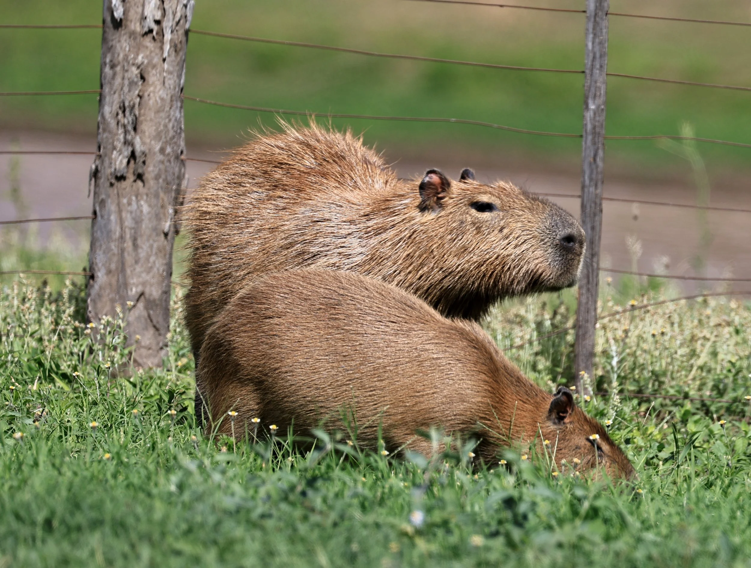 Capybara (Hydrochoerus hydrochaeris) Loma Plata Paraguay - Brunnen Strasse (48).jpg