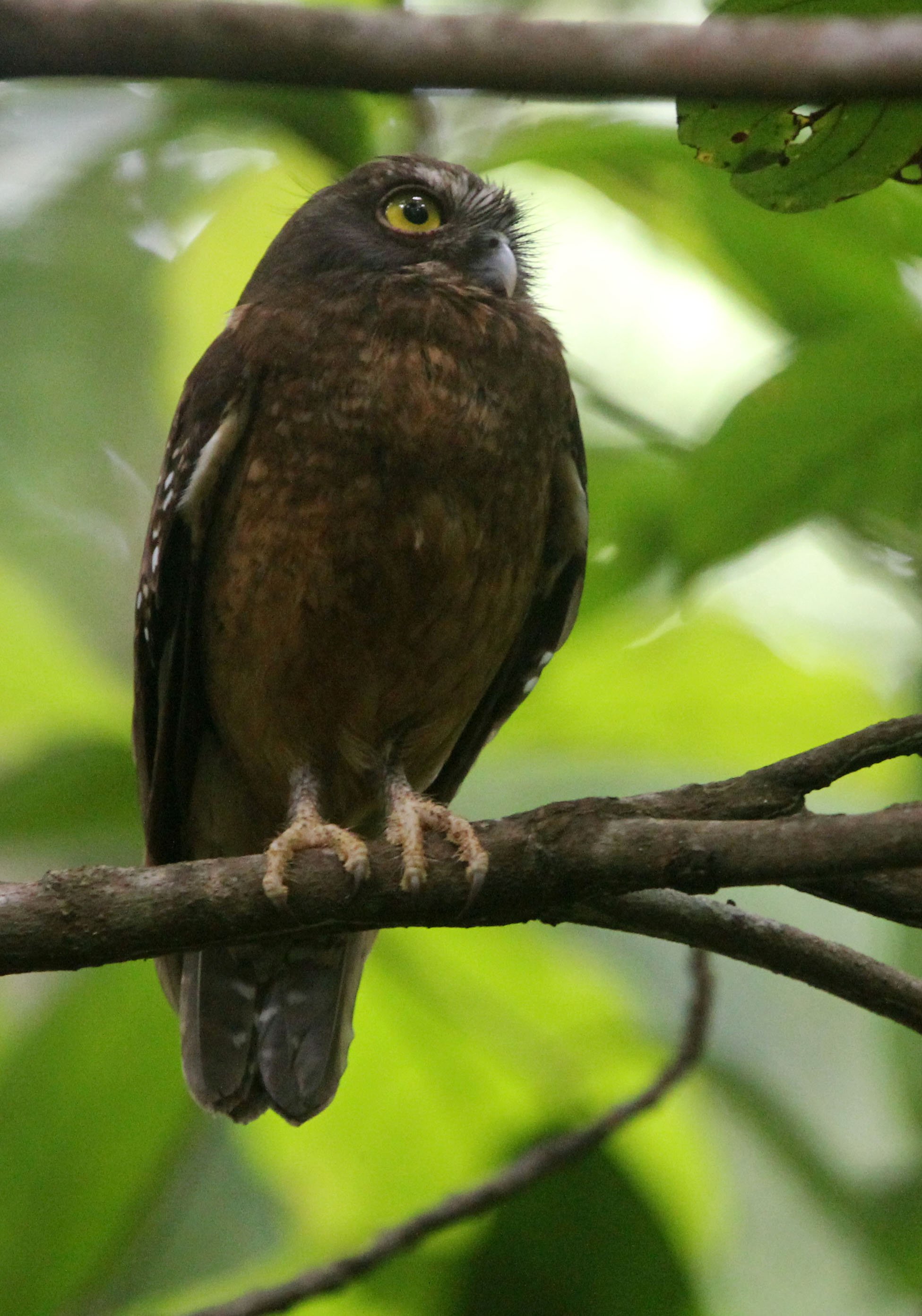 Ninox ochracea - Ochre-bellied Boohook - TANGKOKO NATIONAL PARK SULAWESI INDONESIA (21).JPG
