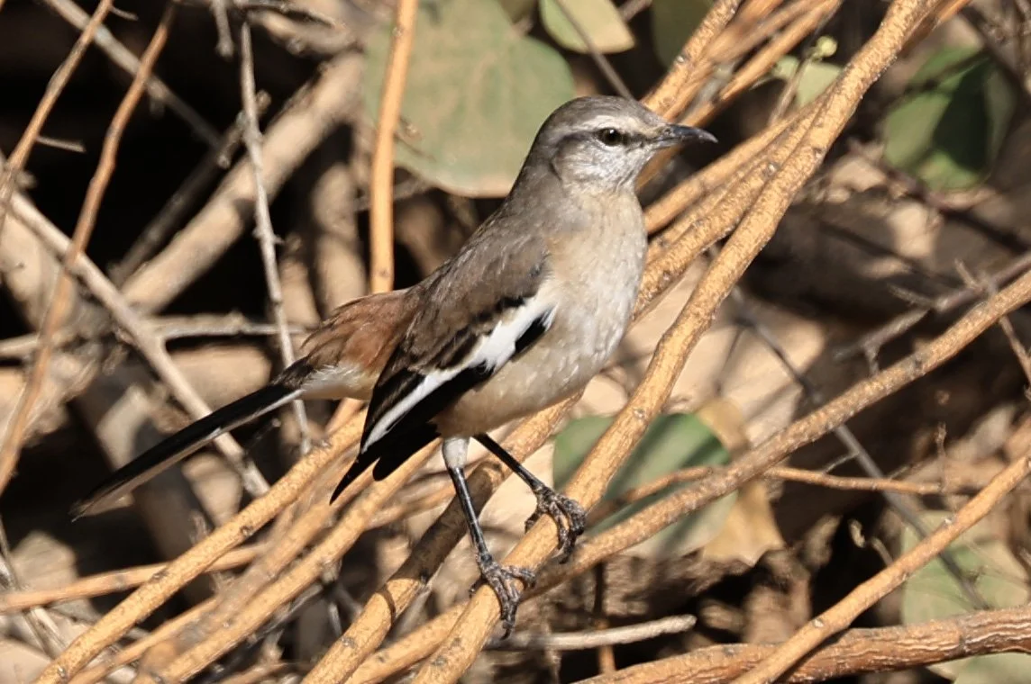 White-banded Mockingbird (Mimus triurus) Hotel Campestre Iparoma Paraguay (8).jpg