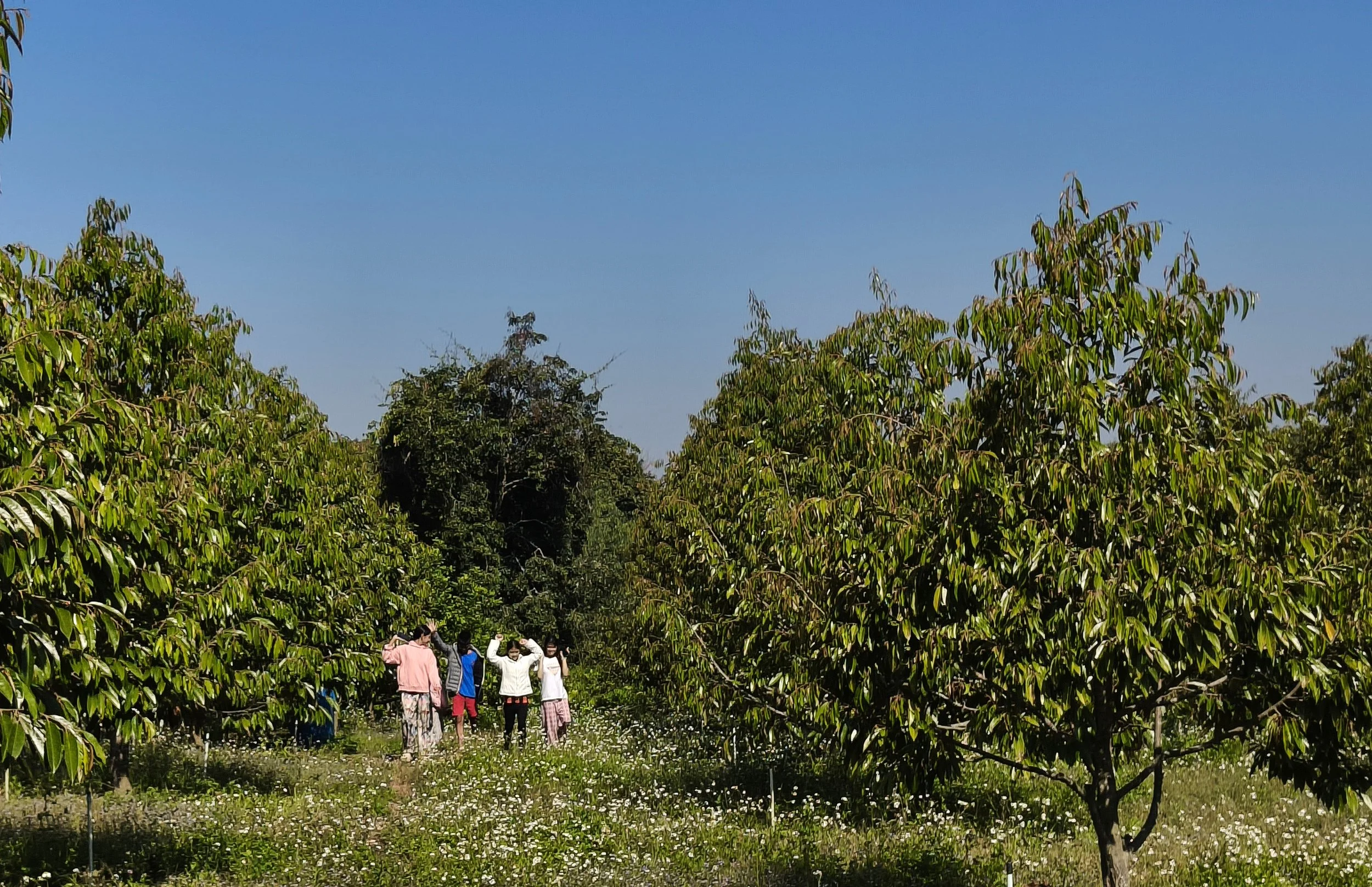 Ngao Durian Farm January 1 2026 (3).jpg