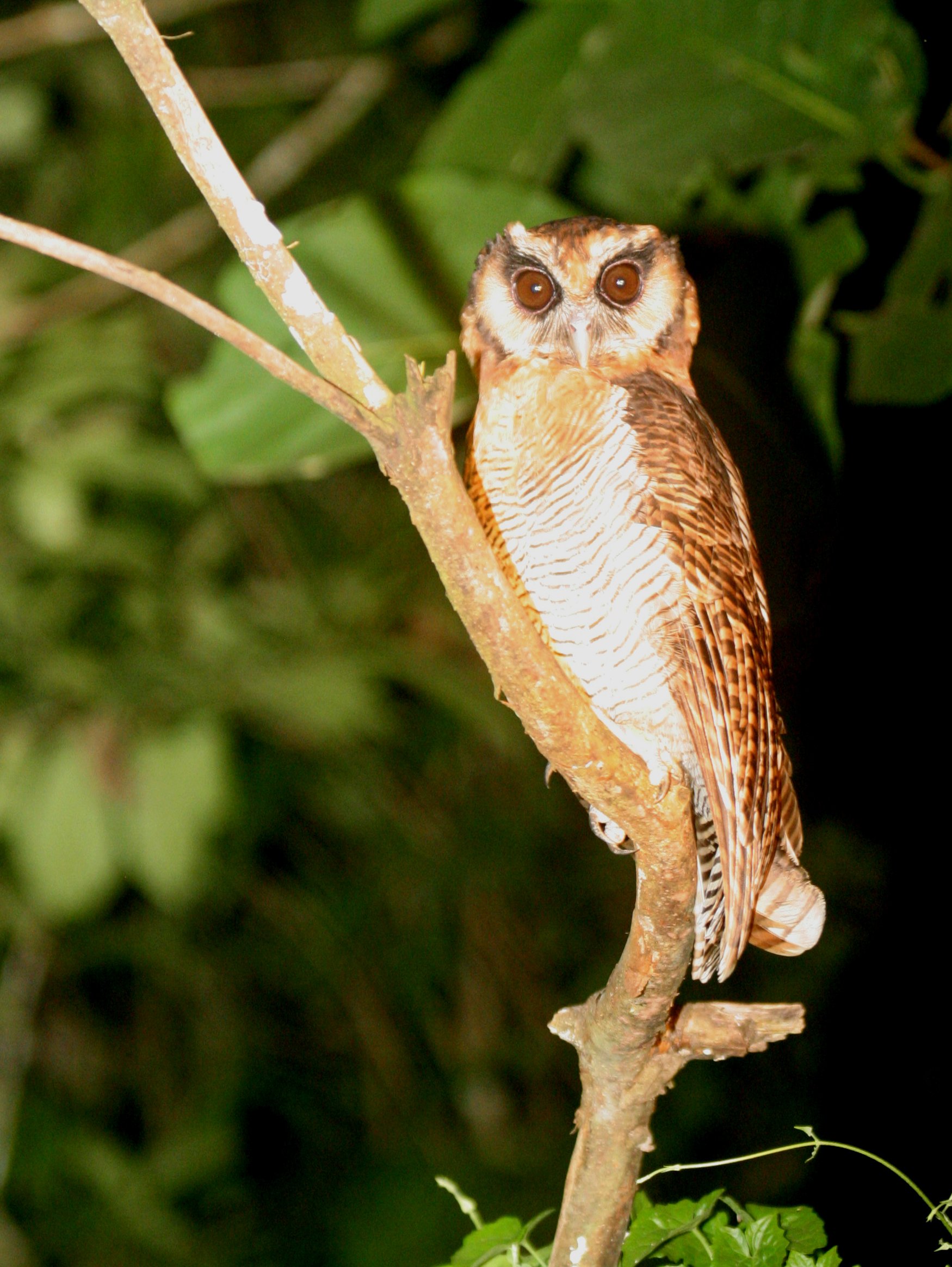 Strix leptogrammica - BROWN WOOD-OWL - TABIN WILDLIFE RESERVE BORNEO (4).JPG