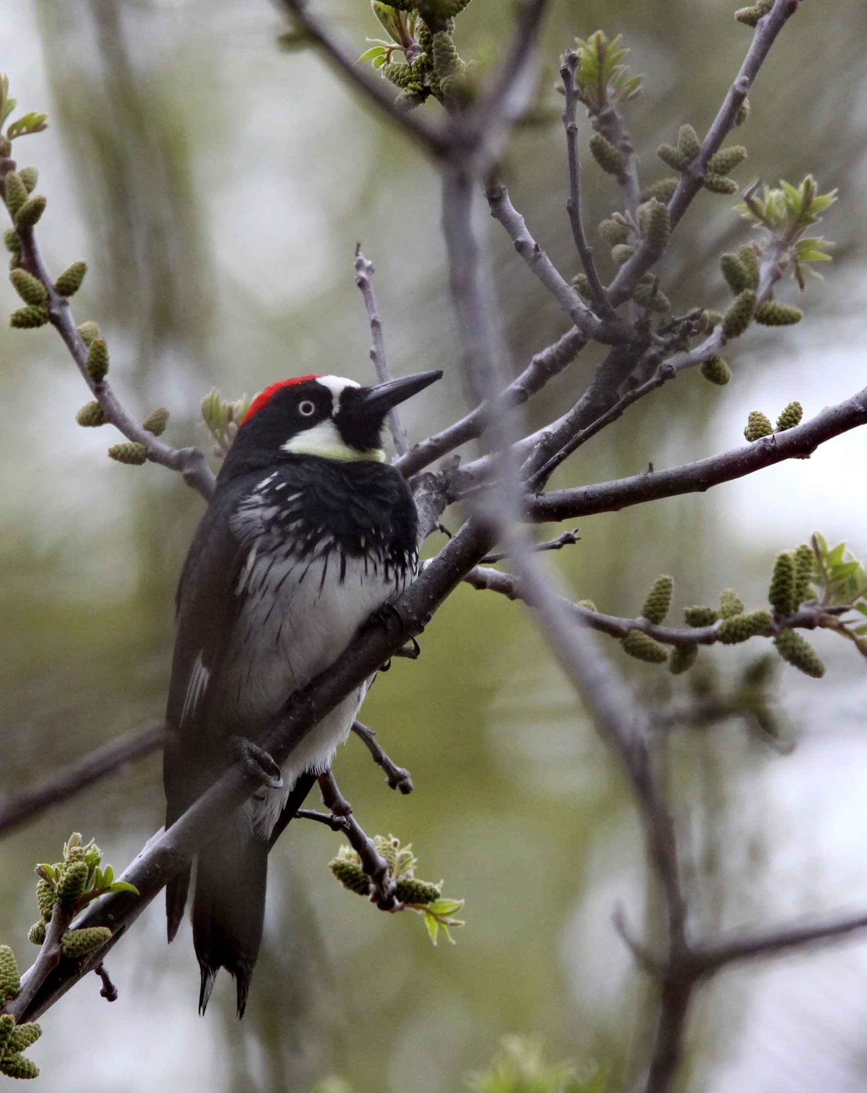 BIRD - WOODPECKER - ACORN WOODPECKER - PINNACLES NATIONAL MONUMENT CALIFORNIA (2).JPG