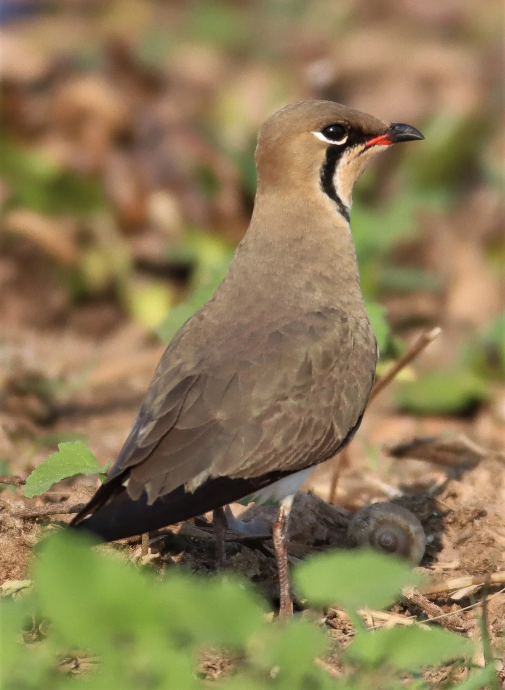 PRATINCOLE - ORIENTAL PRATINCOLE - Glaveola maldivarum -  LUMTAKONG LAKE PAK CHO (6).jpg