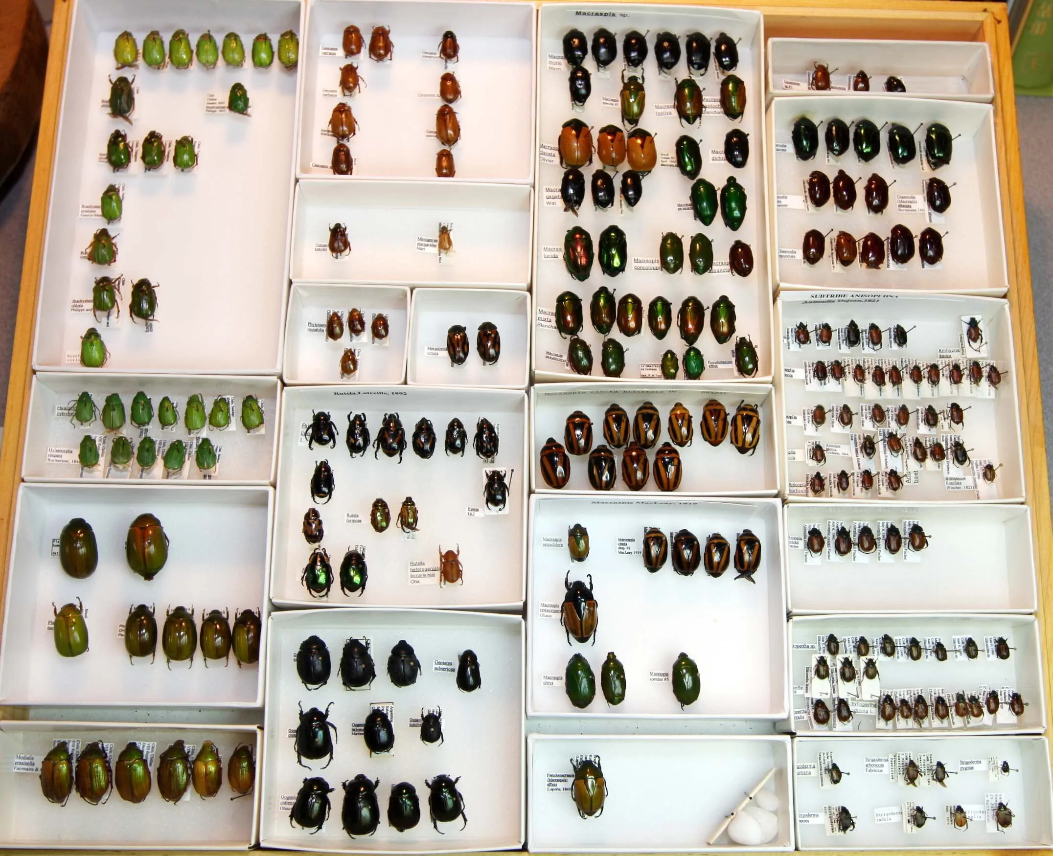 7 Rutelinae - Brachysternus - Anisoplia.JPG