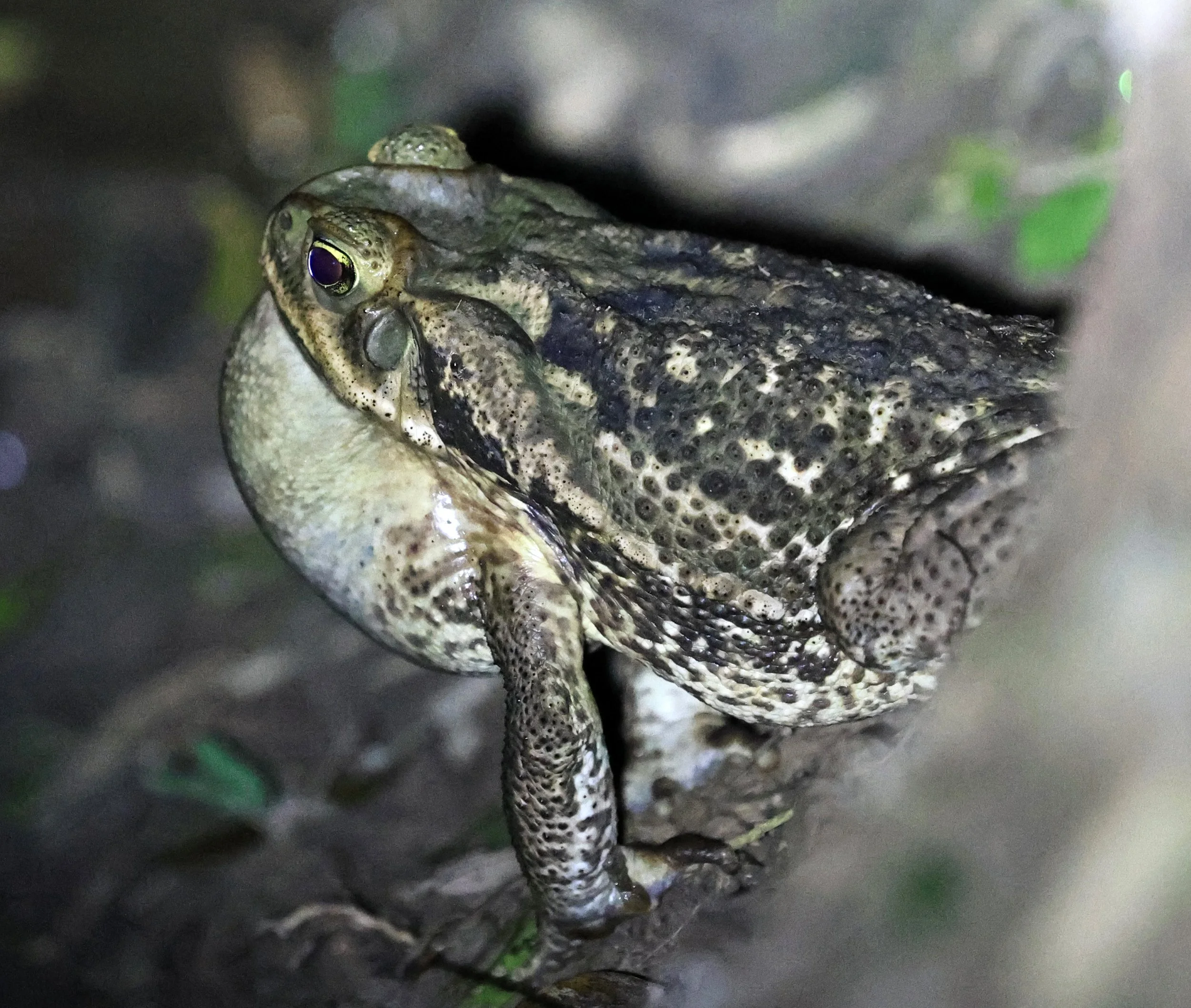 Cururu or Cope's Toad (Rhinella diptycha) Chaco Lodge & Laguna Salada Paraguay (6).jpg