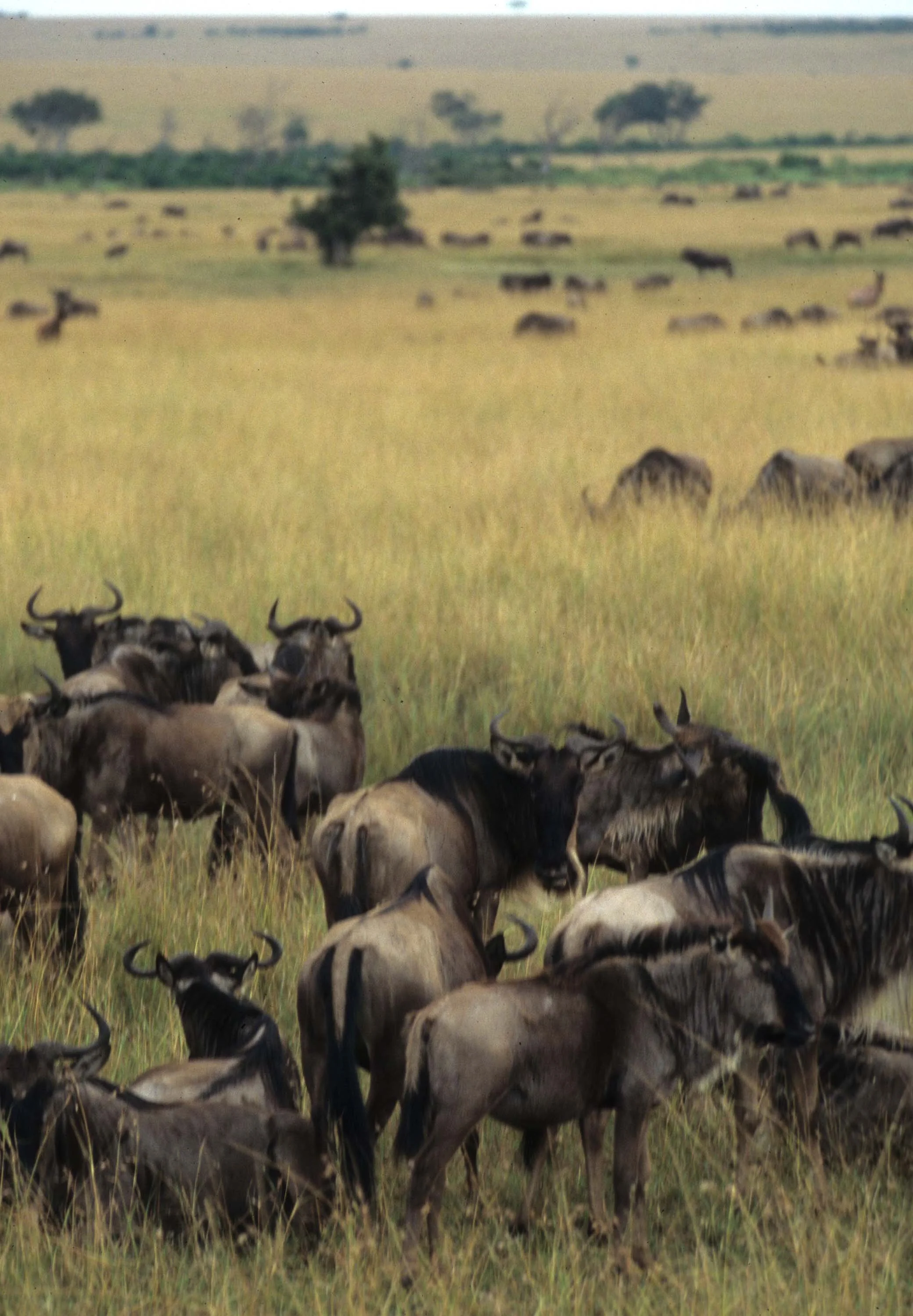 BOVID - WILDEBEEST- GREY - SERENGETI (14).jpg