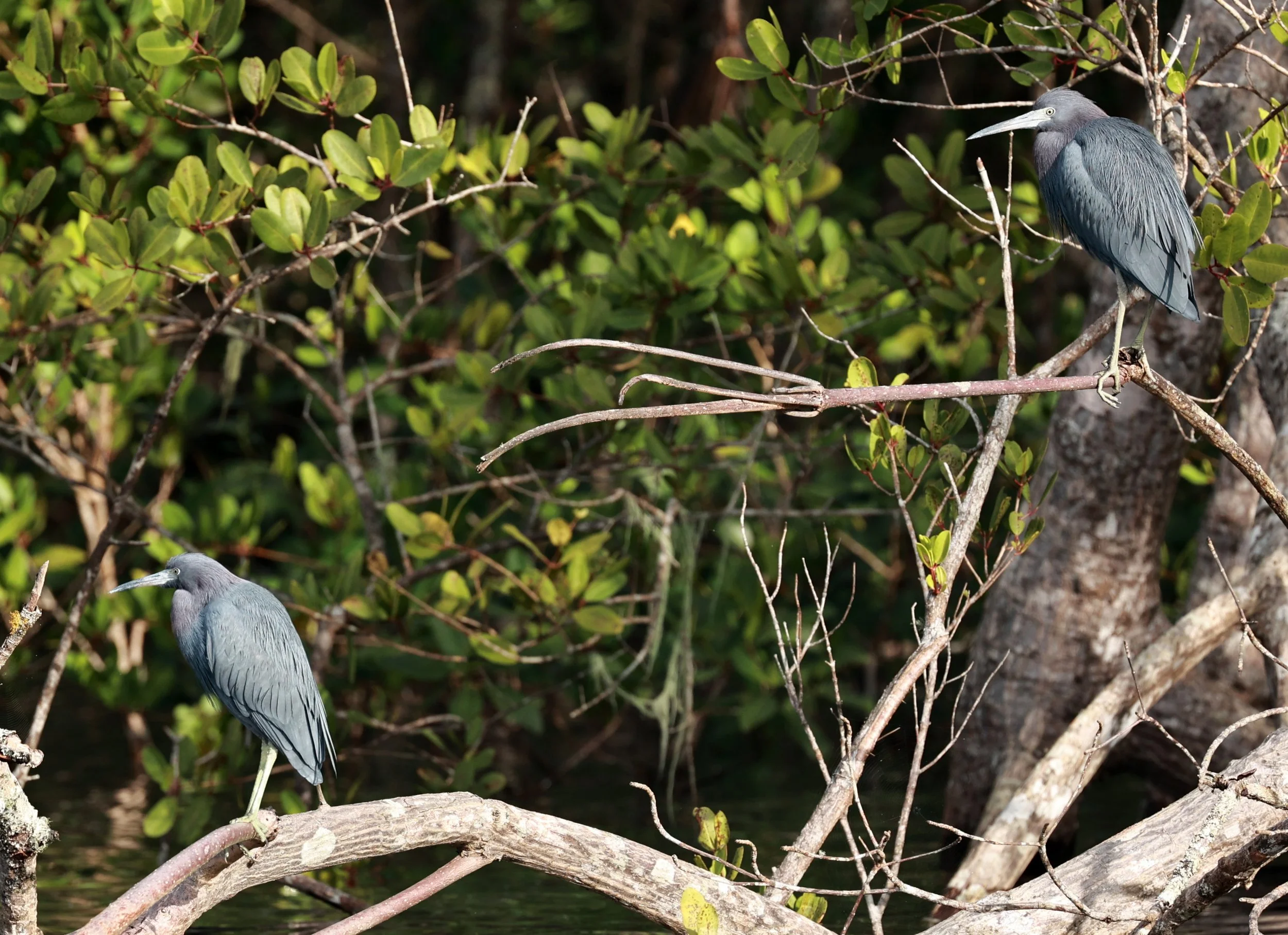 Little Blue Heron (Egretta caerulea) Superagüi National Park, Brazil (5).jpg