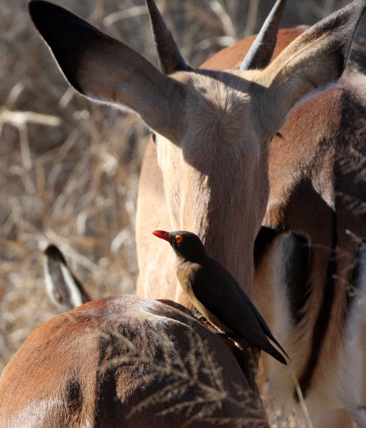 BIRD - OXPECKER - RED-BILLED OXPECKER - KRUGER NATIONAL PARK SOUTH AFRICA.JPG