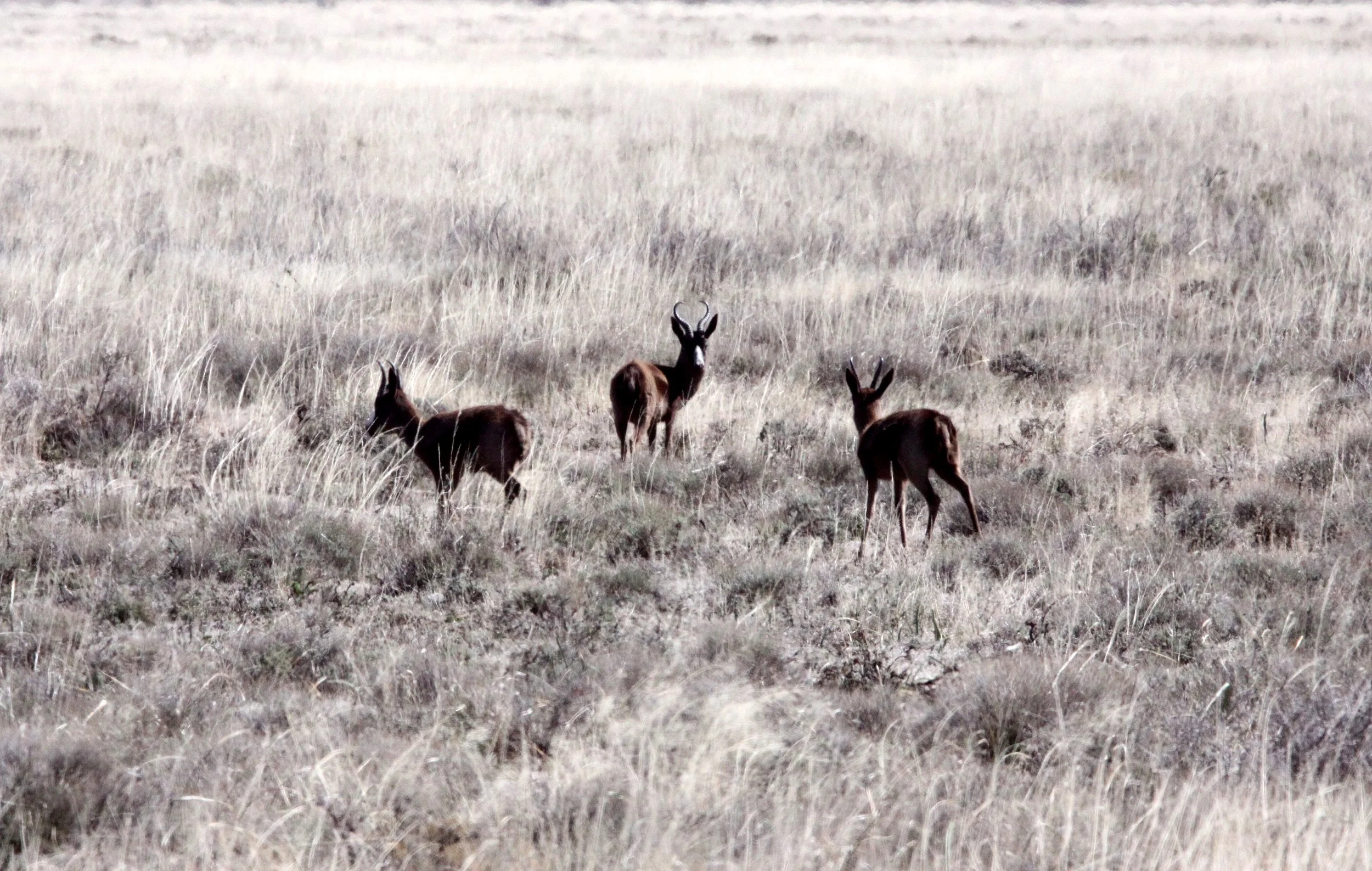 SPRINGBOK - SOUTH AFRICAN SPRINGBOK - Antidorcus marsupialis - BLACK FORMS - KAROO NATIONAL PARK SOUTH AFRICA (3).JPG