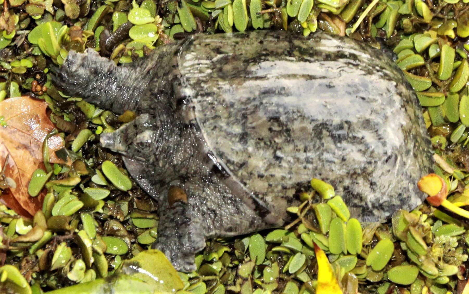 Pelodiscus sinensis - CHINESE SOFTSHELL TURTLE - TAI LAKE - WUXI CHINA - ECOSCI FIELD TRIP - NOVEMBER 2011 aa.jpg
