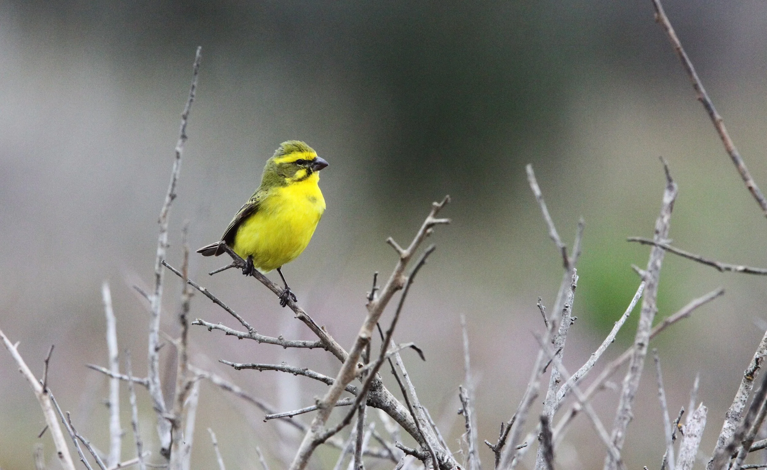 Yellow Canary (Crithagra flaviventris) West Coast NP, South Africa (3).JPG