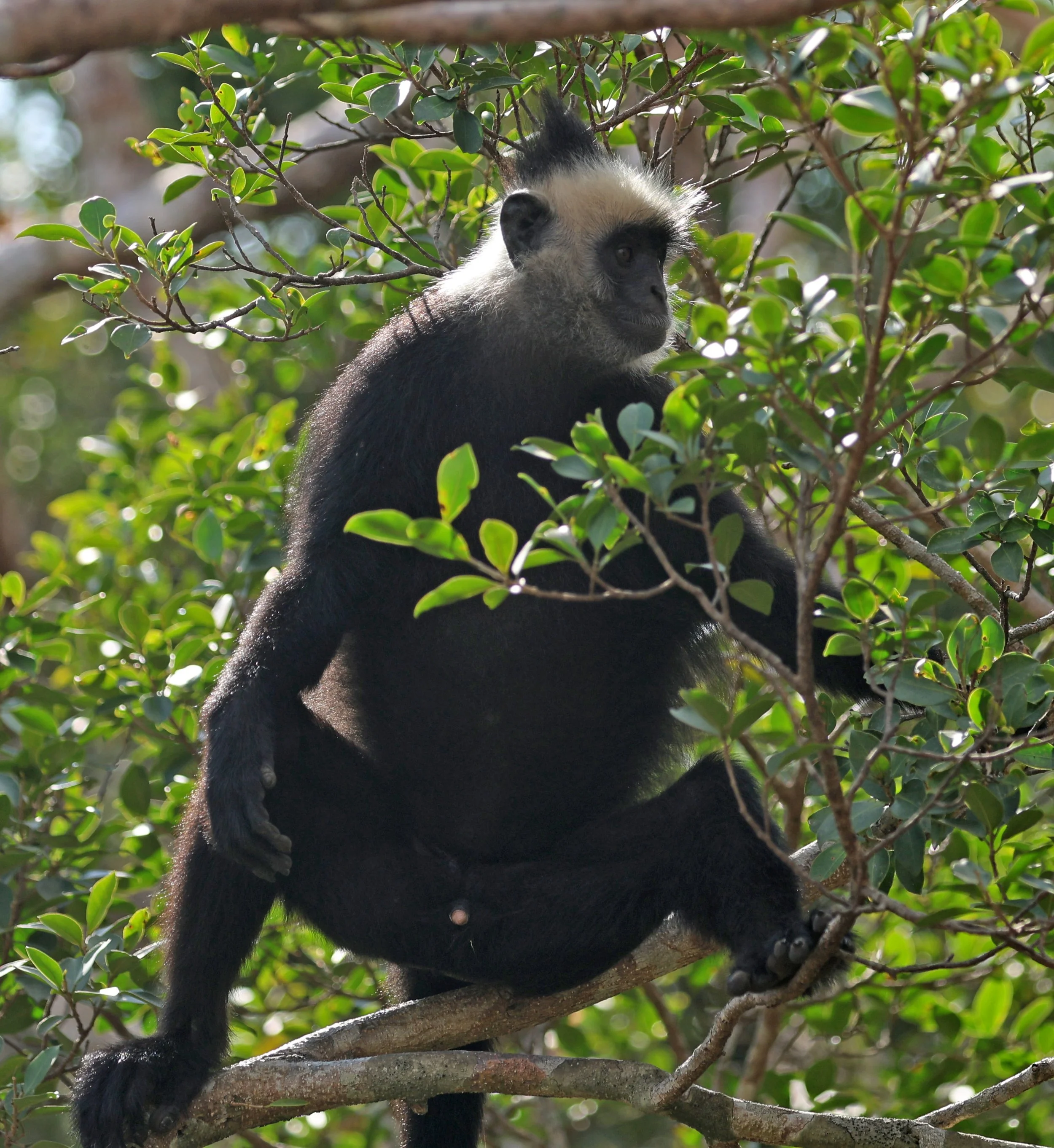 Laotian Langur or White-browed Black Langur (Trachypithecus laotum) The Rock Viewpoint, Khammouane Province Laos (183).jpg