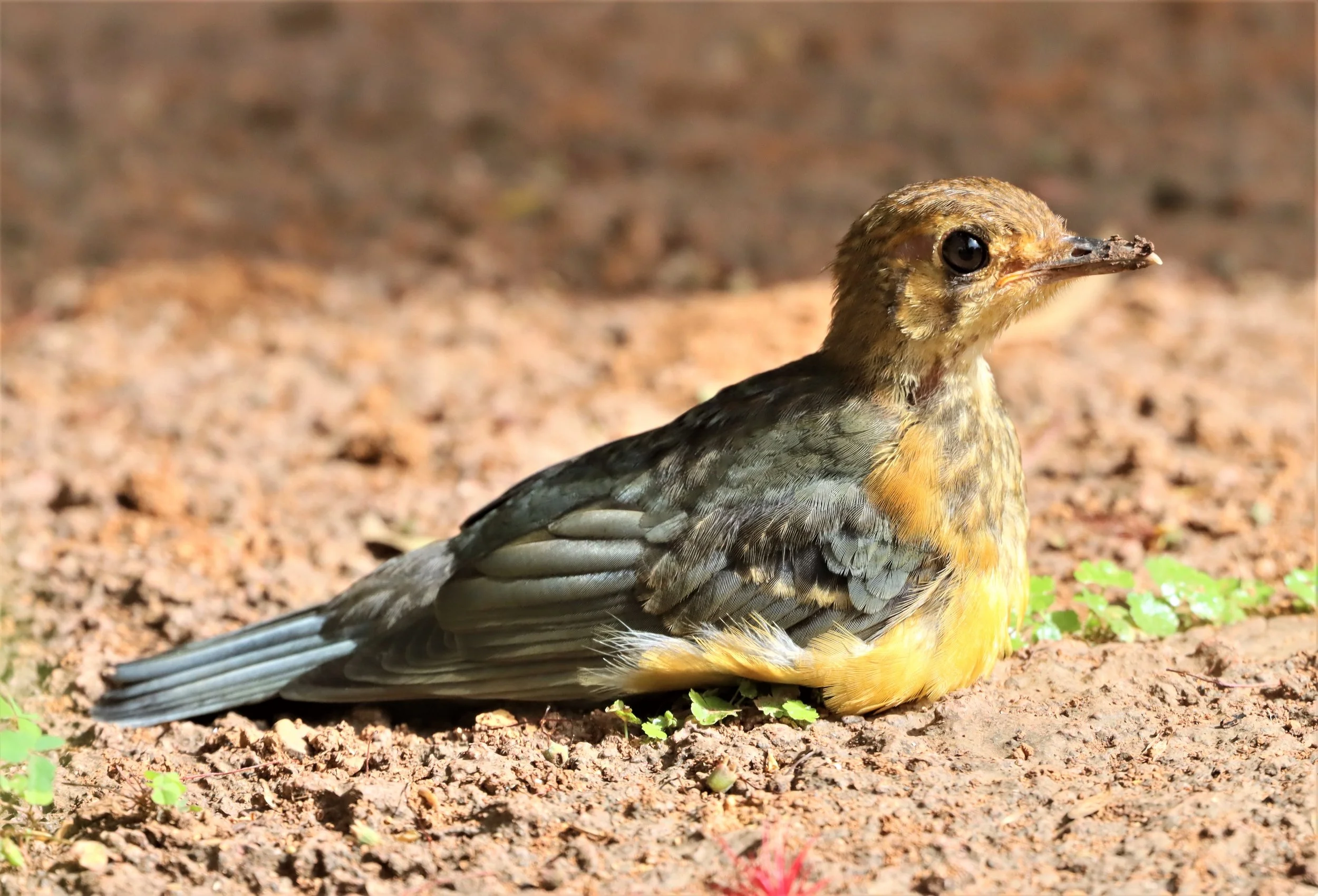 Orange-headed Thrush (Zoothera citrina) Doi Ang Kang Chiang Mai (16).jpg