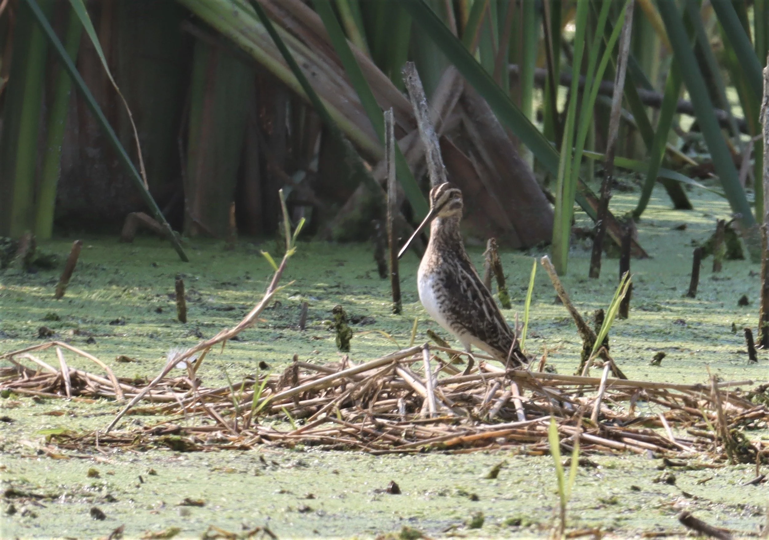 SNIPE - COMMON SNIPE - Gallinago gallinago - LAT KRABANG WETLANDS NEAR BKK (1).jpg