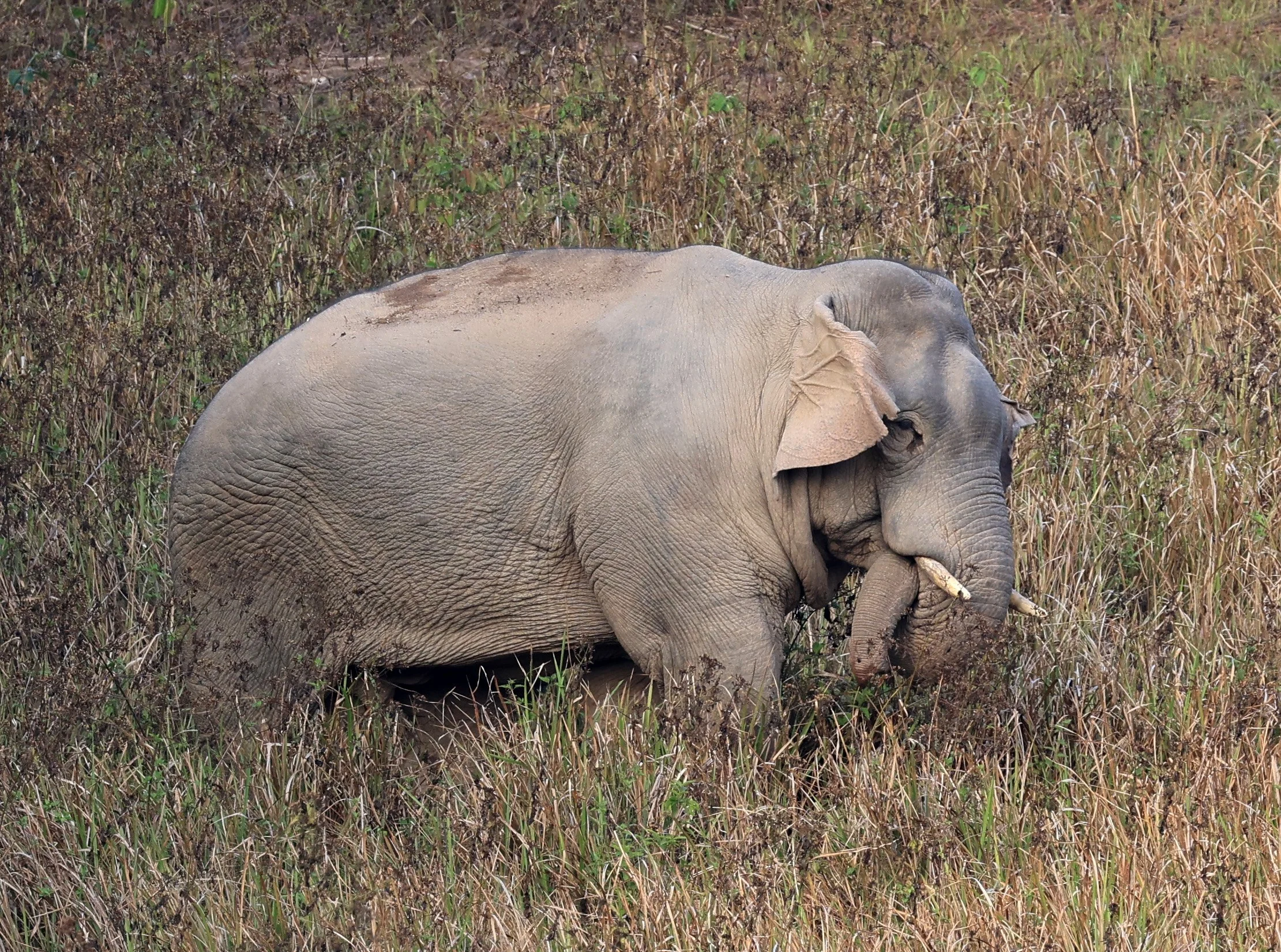 Asian Elephant (Elephas maximus) Khao Yai National Park, Thailand (104).jpg