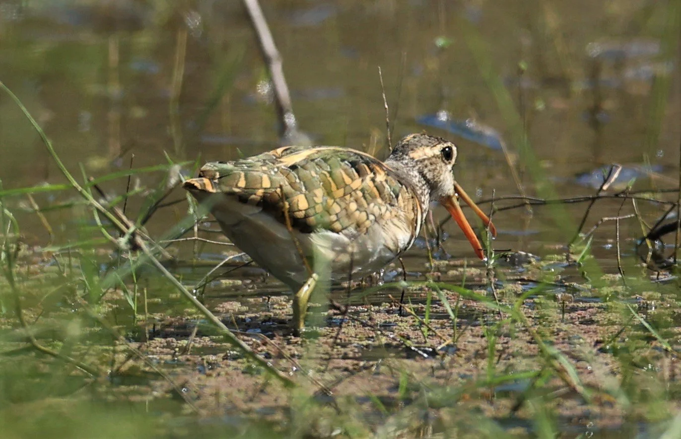 SNIPE - GREATER PAINTED SNIPE - Rostratula benghalensis - KHAO SAM ROI YOD DEC 2022 (13).JPG