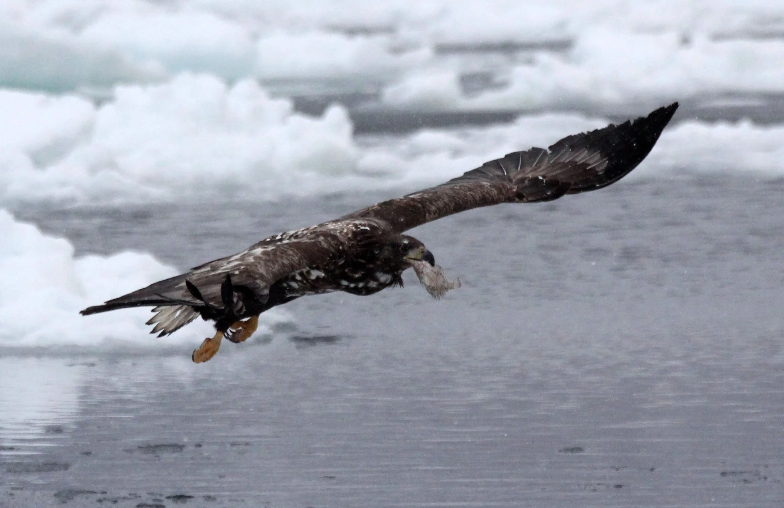 BIRD - EAGLE - WHITE-TAILED EAGLE - RAUSU - SHIRETOKO PENINSULA & NATIONAL PARK - HOKKAIDO JAPAN (9).JPG