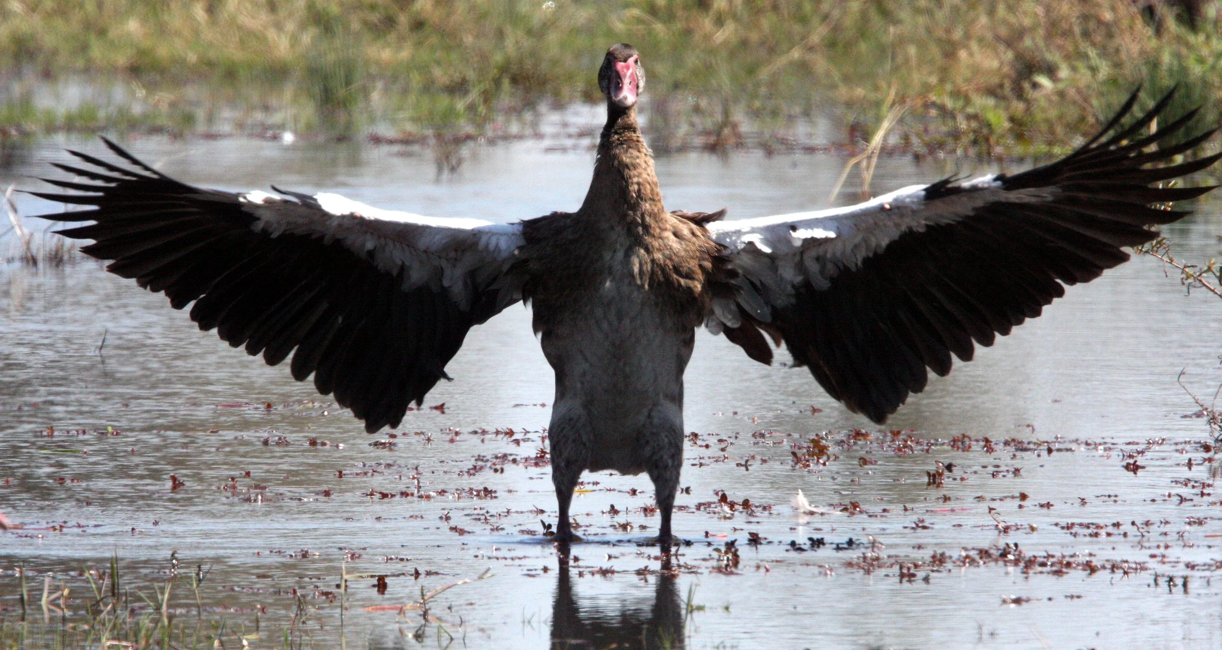 GOOSE - SPUR-WINGED GOOSE - Plectropterus gambensis - KHWAI CAMP OKAVANGO BOTSWANA (30).JPG