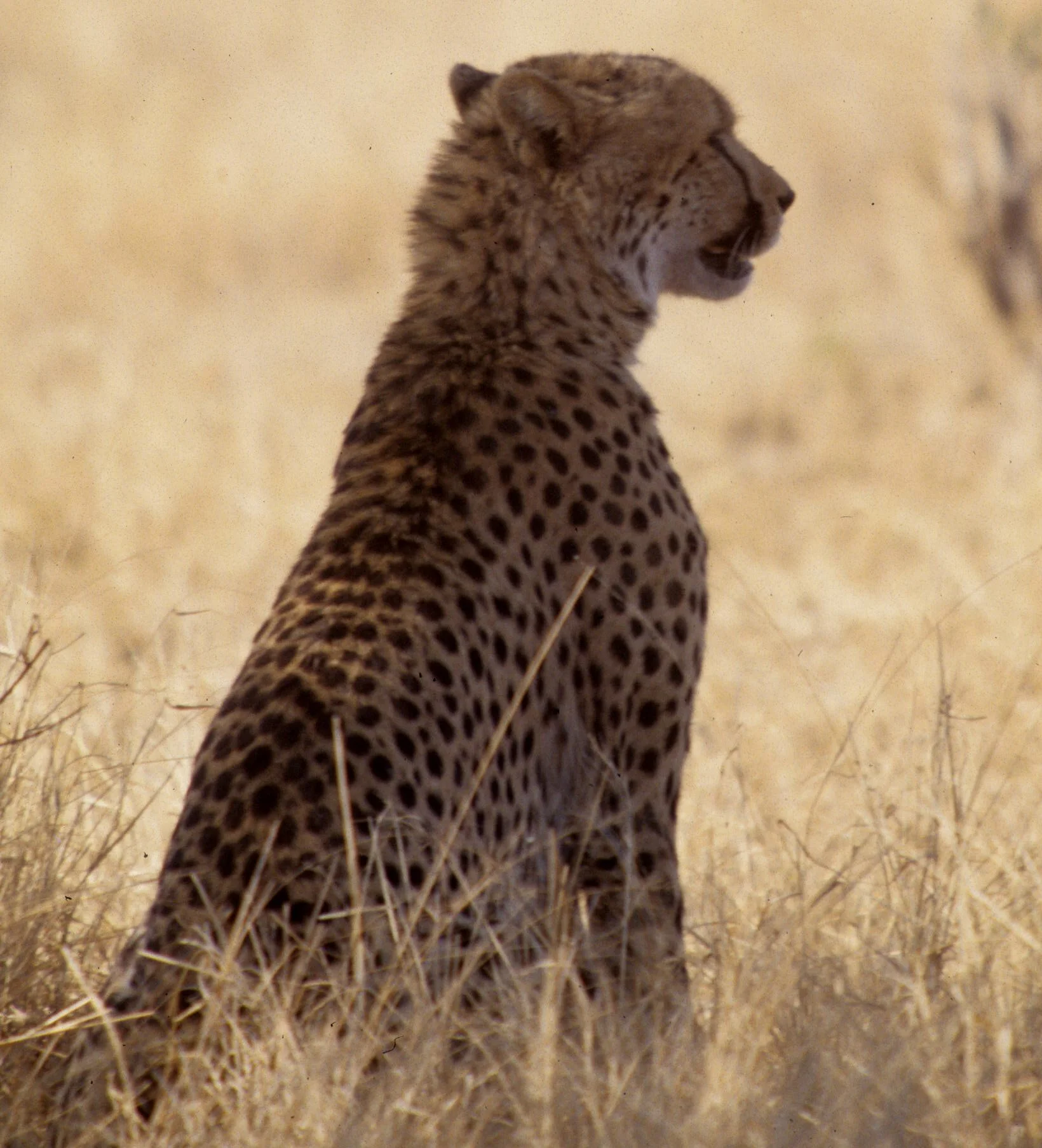 FELID - CHEETAH - KRUGER (21).jpg