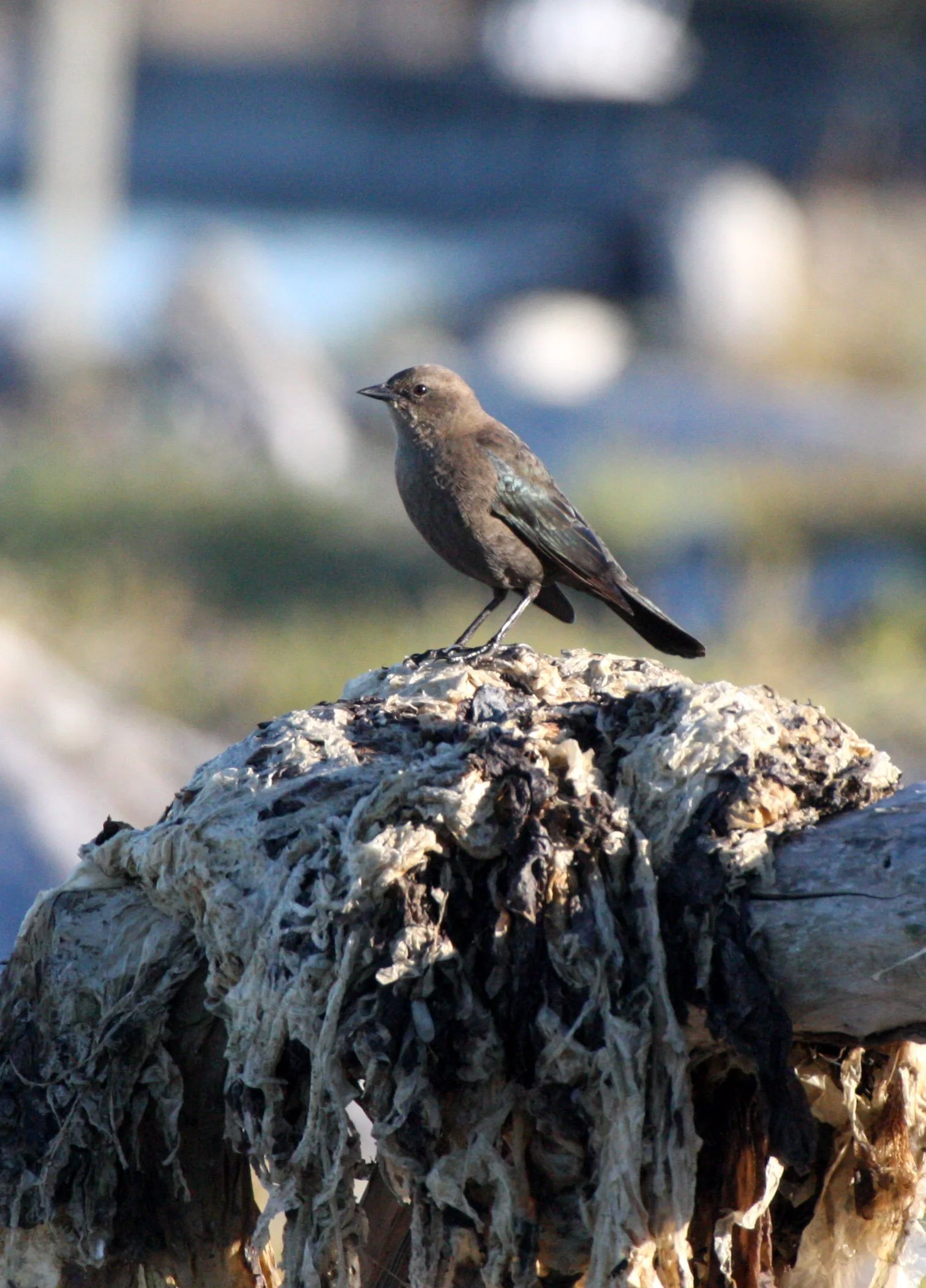 Brewer's Blackbird (Euphagus cyanocephalus) Dungeness Sequim Washington (4).JPG