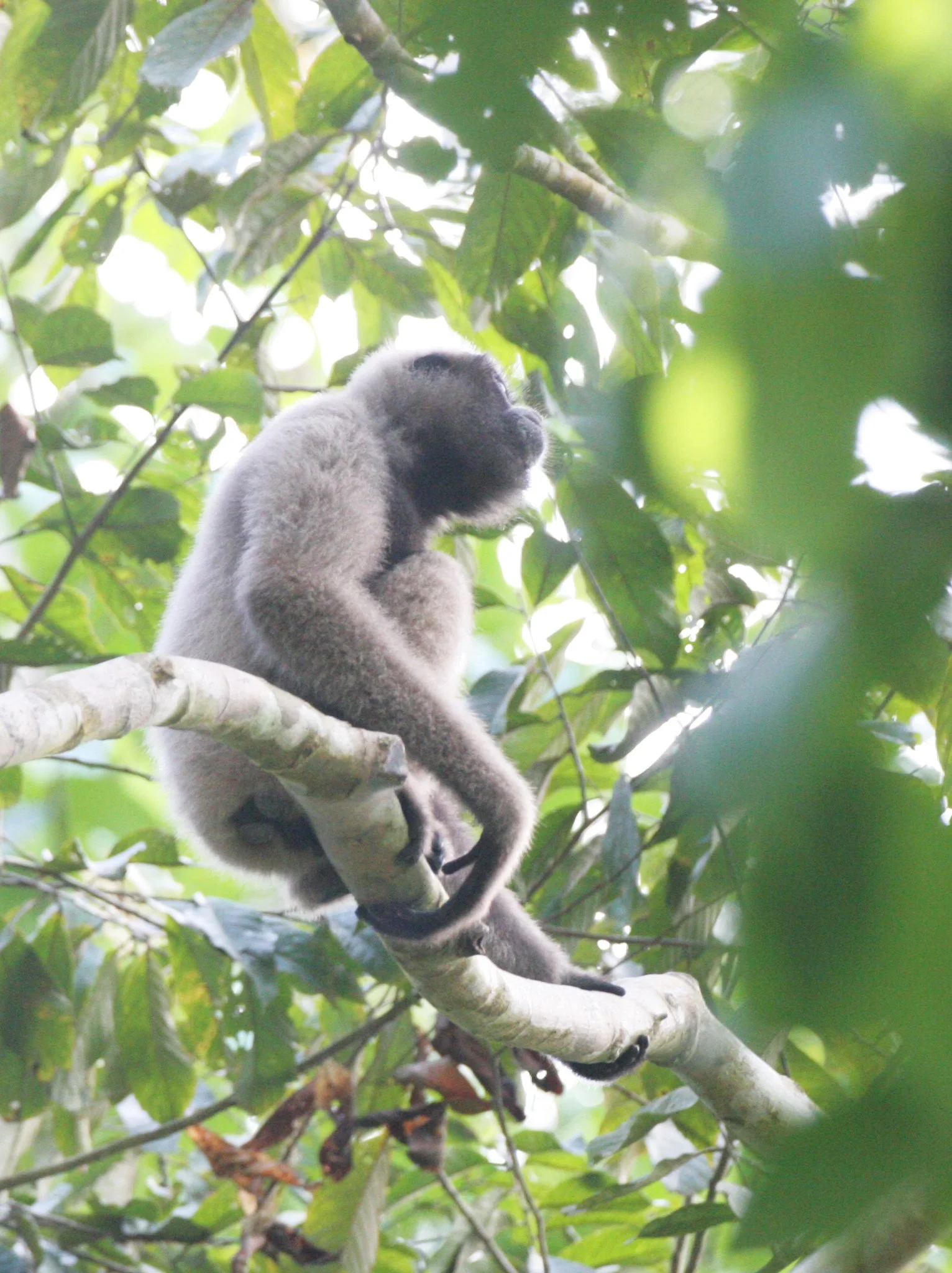 HYLOBATIDAE - Hylobates muelleri - MUELLER'S (GRAY) GIBBON - TABIN WILDLIFE RESERVE  (83).JPG