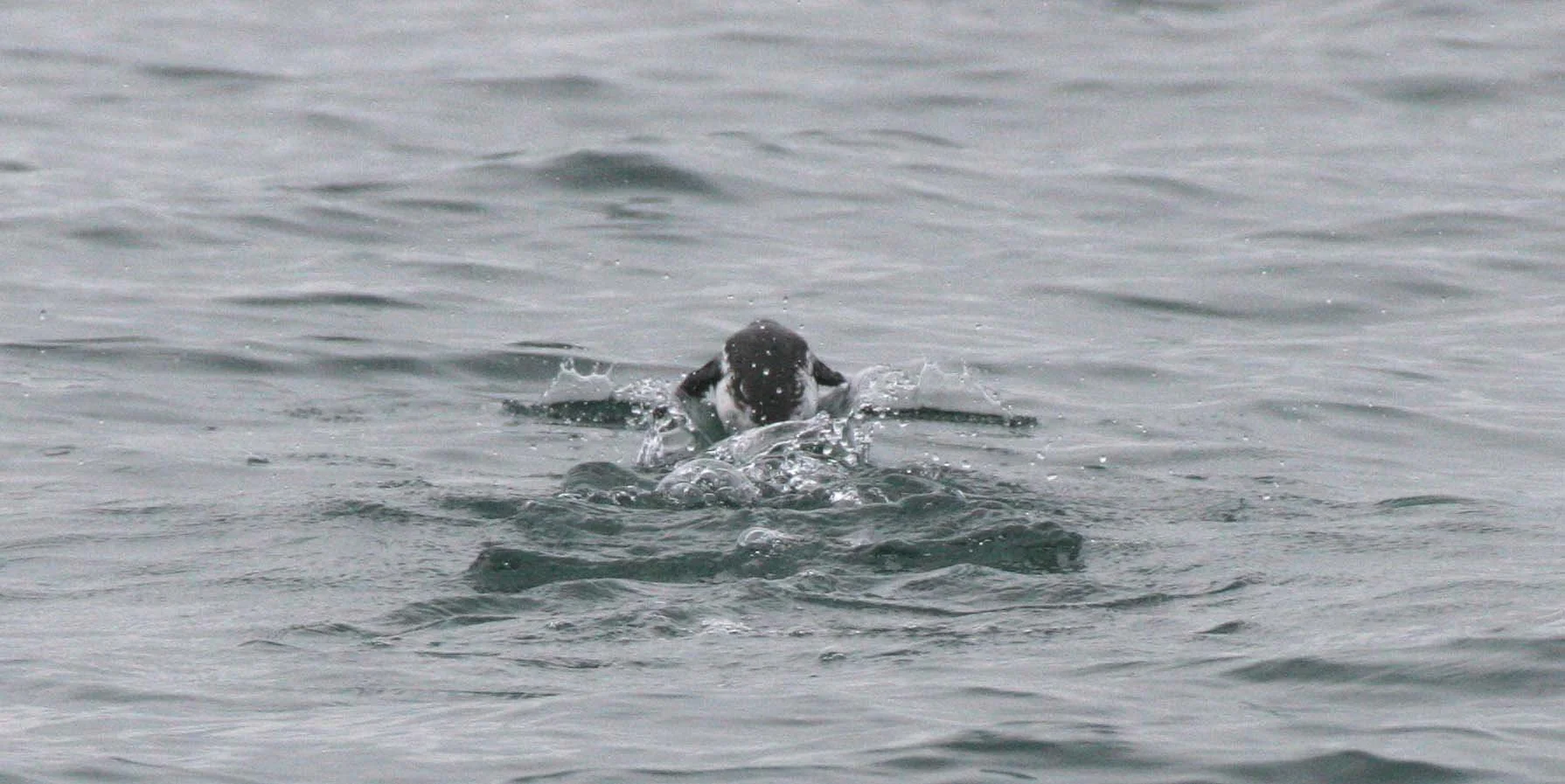 Brachyramphus marmoratus - MARBLED MURRELET - STRAIT OF JUAN DE FUCA U (12).jpg