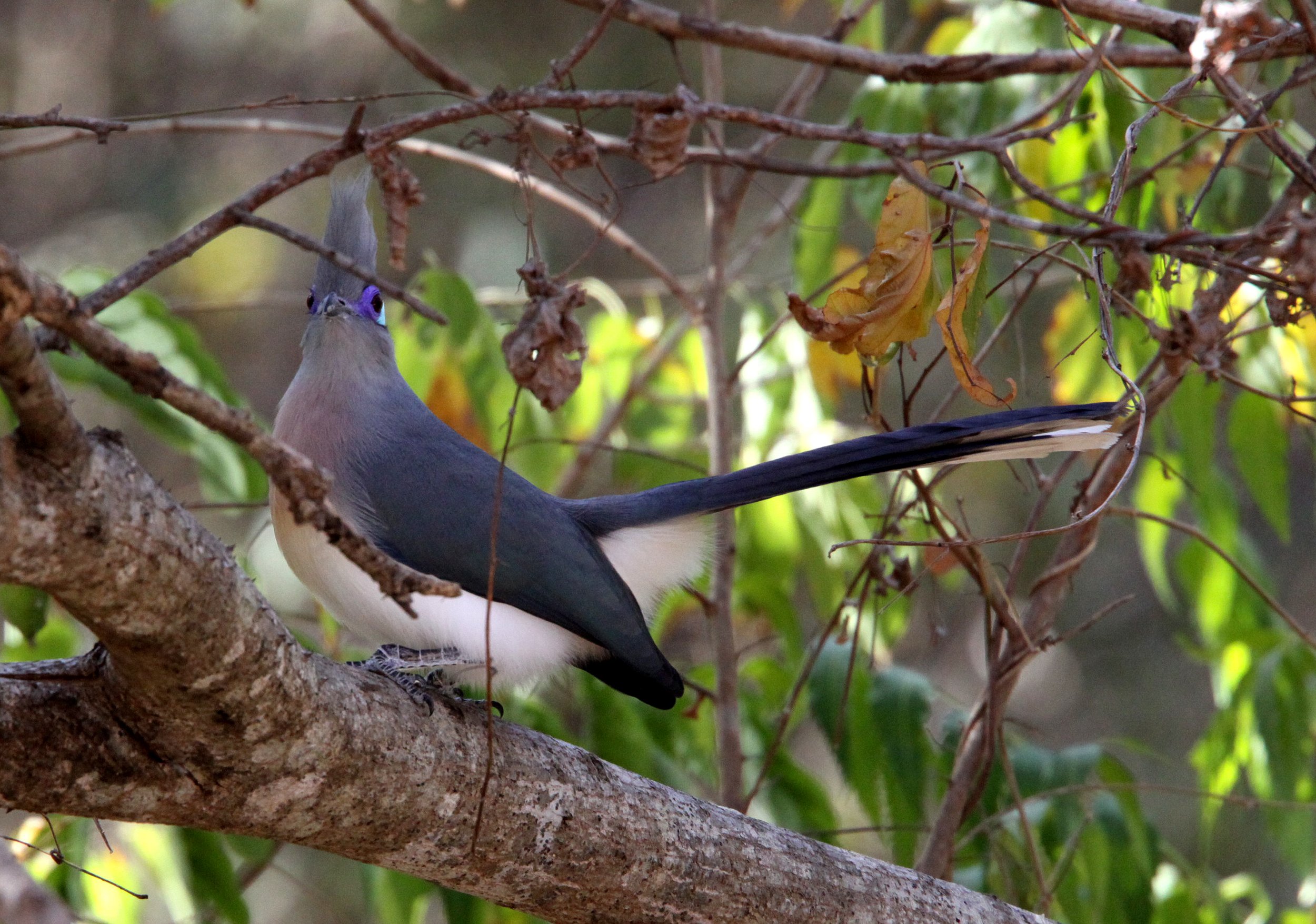 Crested Coua (Coua cristata) Kirindy NP Madagascar (8).JPG