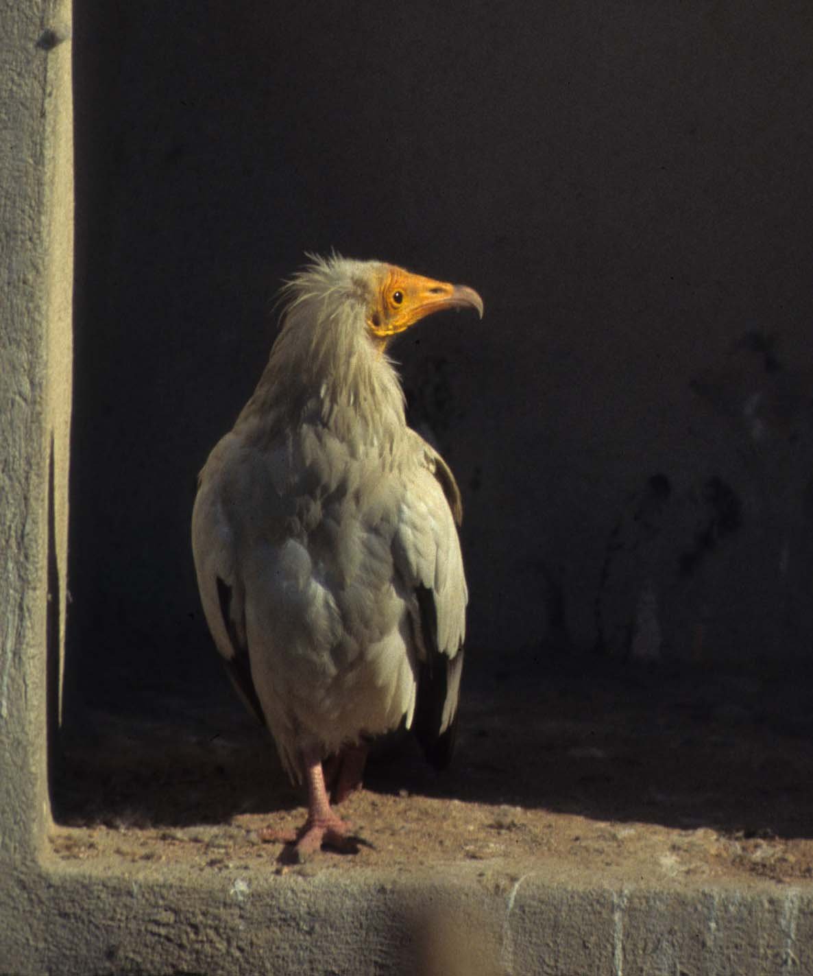 Neophron percnopterus - EGYPTIAN VULTURE - CAMARGUE FRANCE.jpg