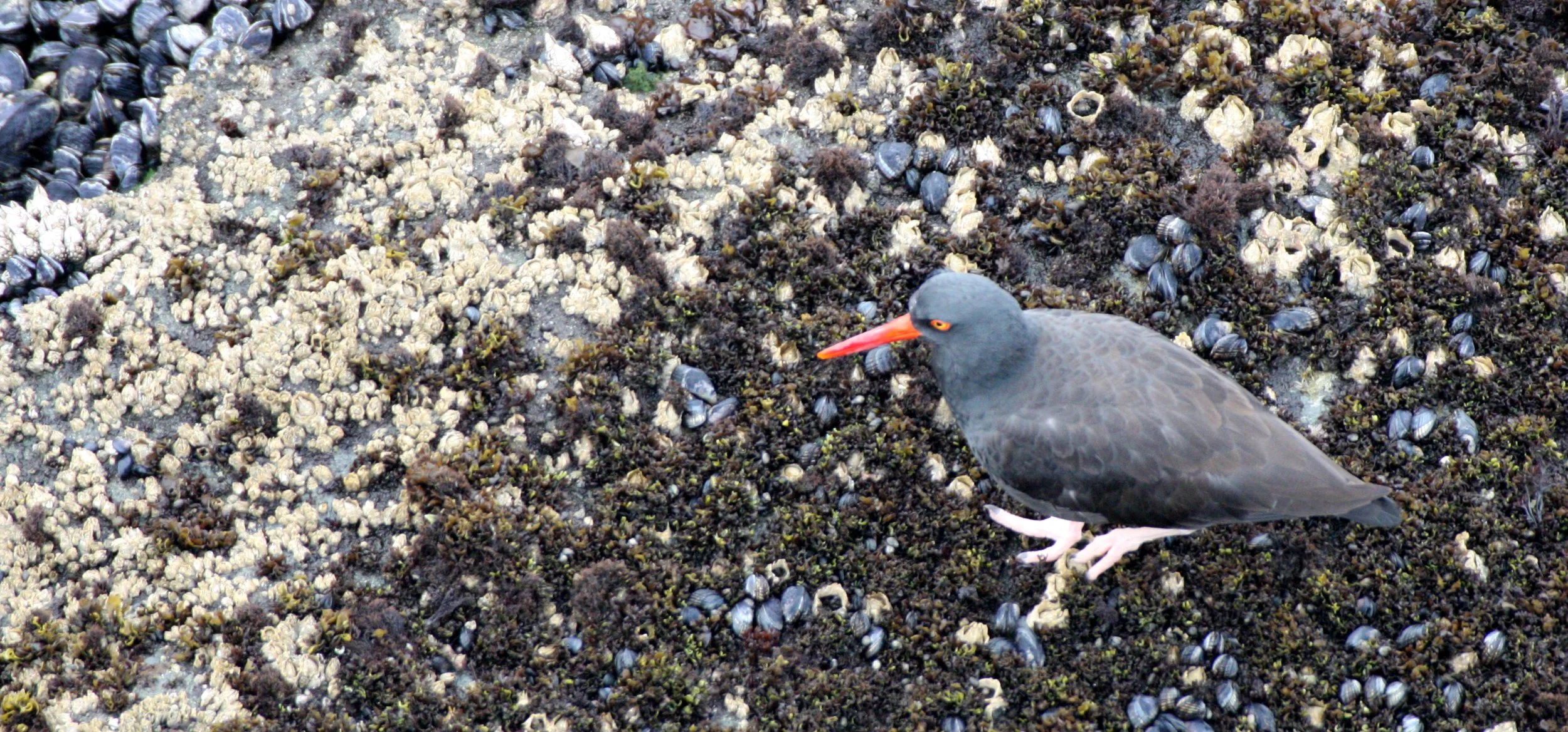 Black Oystercatcher (Haematopus bachmani) Cape Flattery Washington (11).JPG