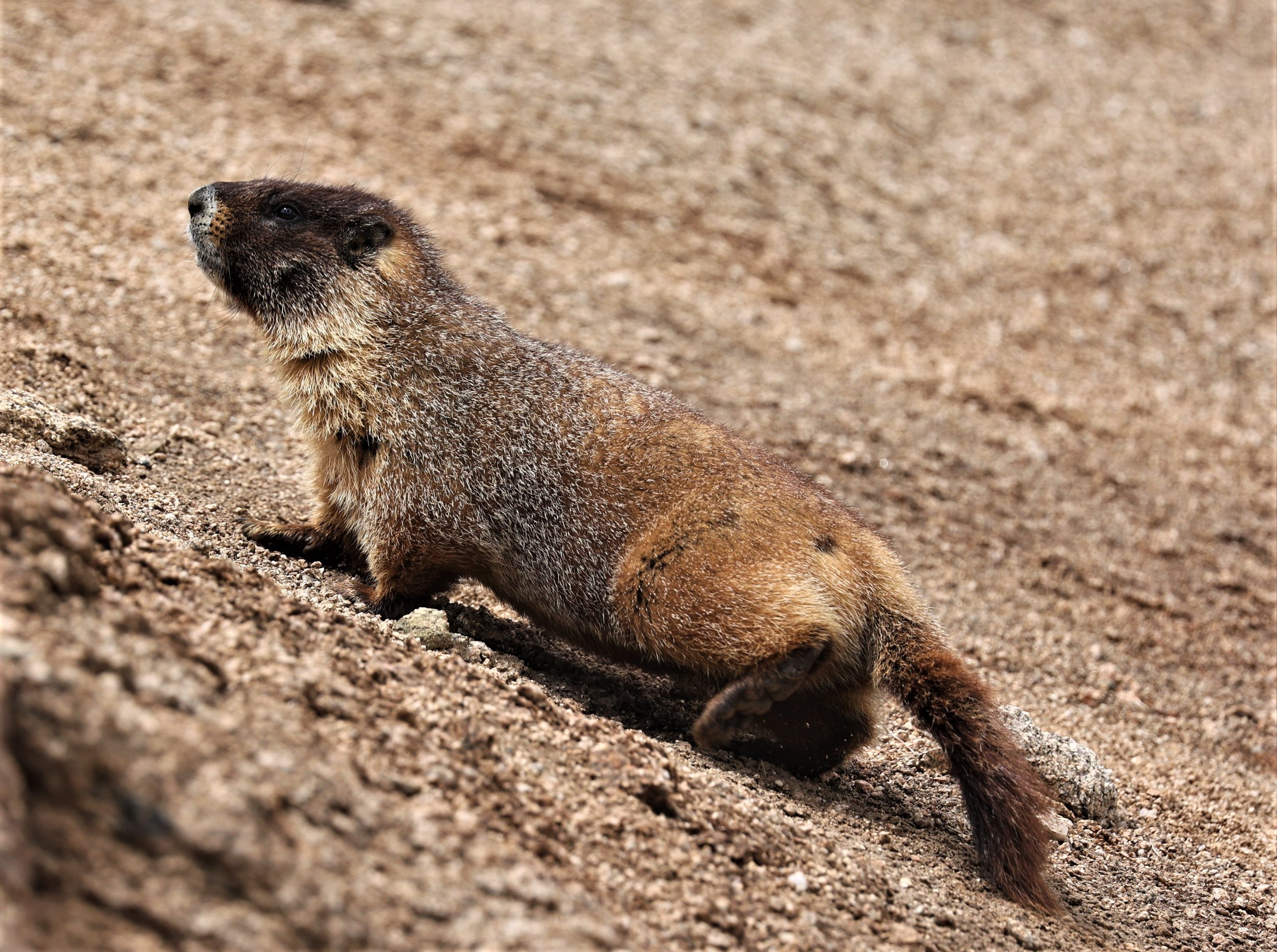 Genus Marmota The Marmots Coke Smith Wildlife Genus Marmota The Marmots Coke Smith Wildlife