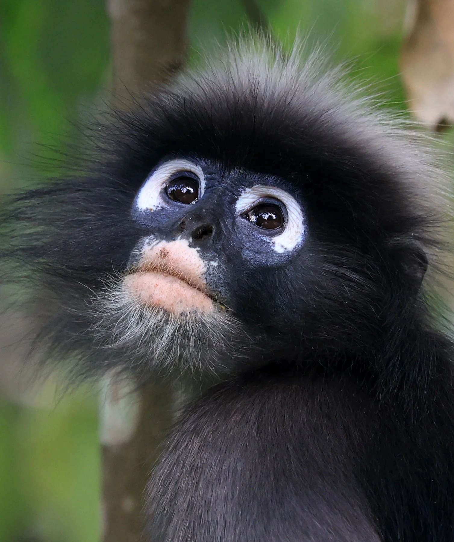 Dusky Leaf Monkey (Trachypithecus obscurus)