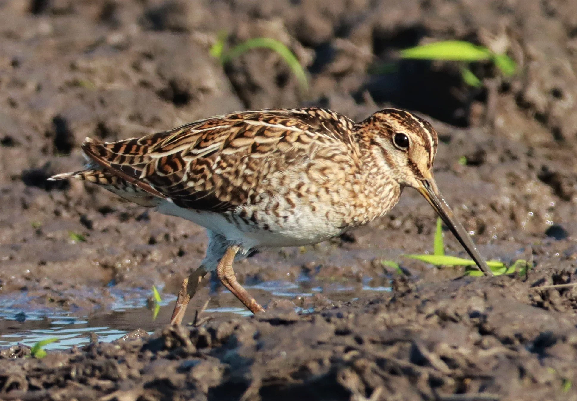 SNIPE - PINTAIL SNIPE - Gallinago stenura - PATHUM THANI RICE RESEARCH CENTER AUGUST 24 2021 (171).jpg