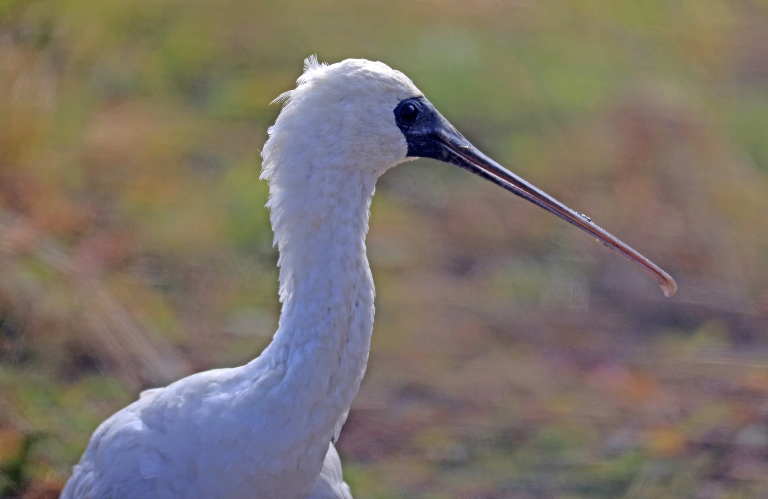 Black-faced Spoonbill (Platalea minor) Izumi Crane Center and Fields Izumi Kagoshima Japan (90).jpg