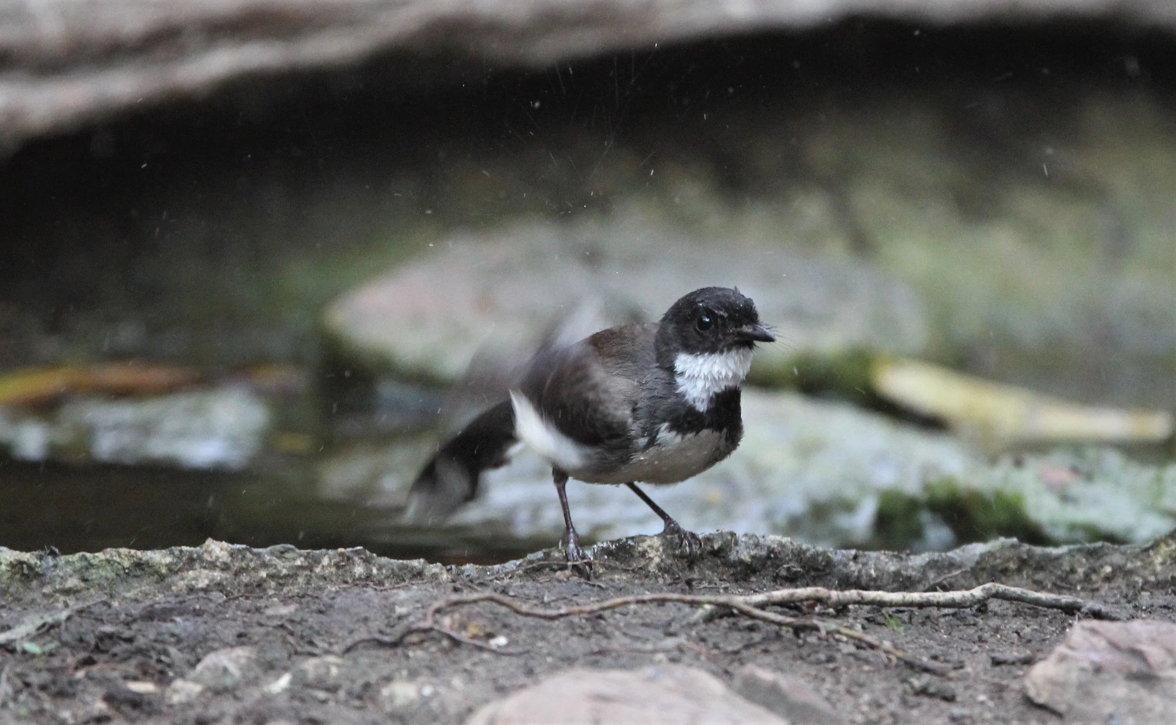 FANTAIL - PIED FANTAIL -Rhipidura javanica - KAENG KRACHAN (3).jpg