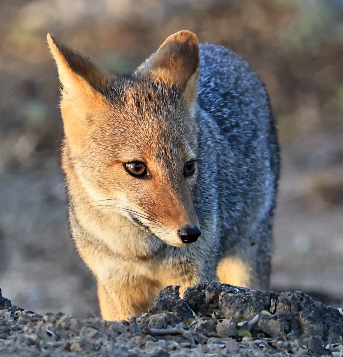 Pampas Fox (Lycalopex gymnocercus)
