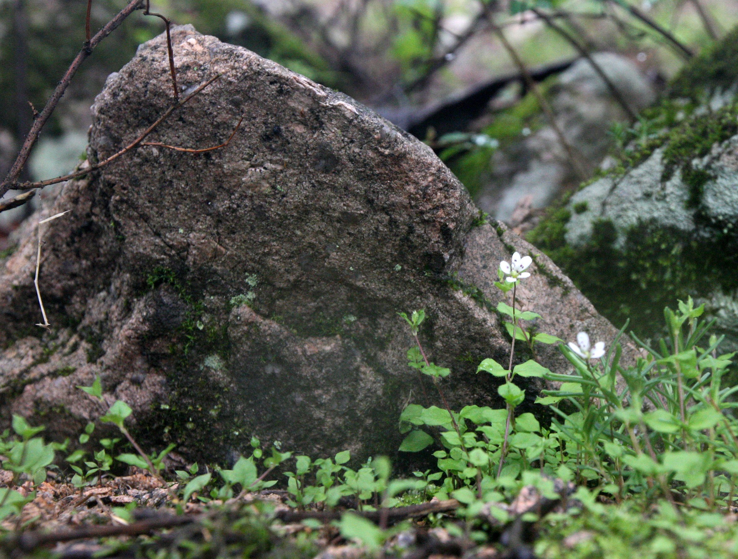 HUANGSHAN NATIONAL PARK ANHUI PROVINCE CHINA (225).JPG