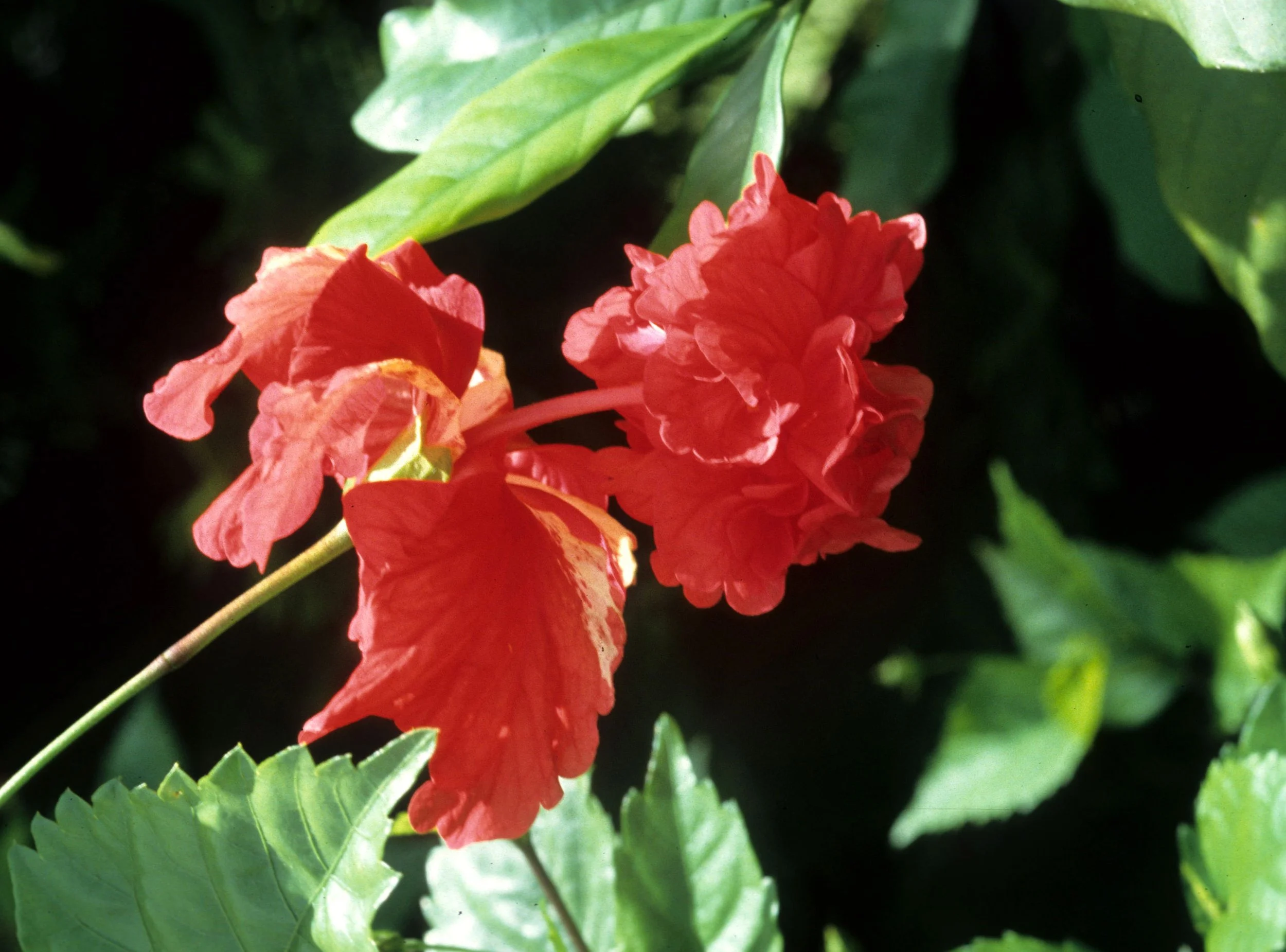 HAWAII - HAWAII - HIBISCUS.jpg