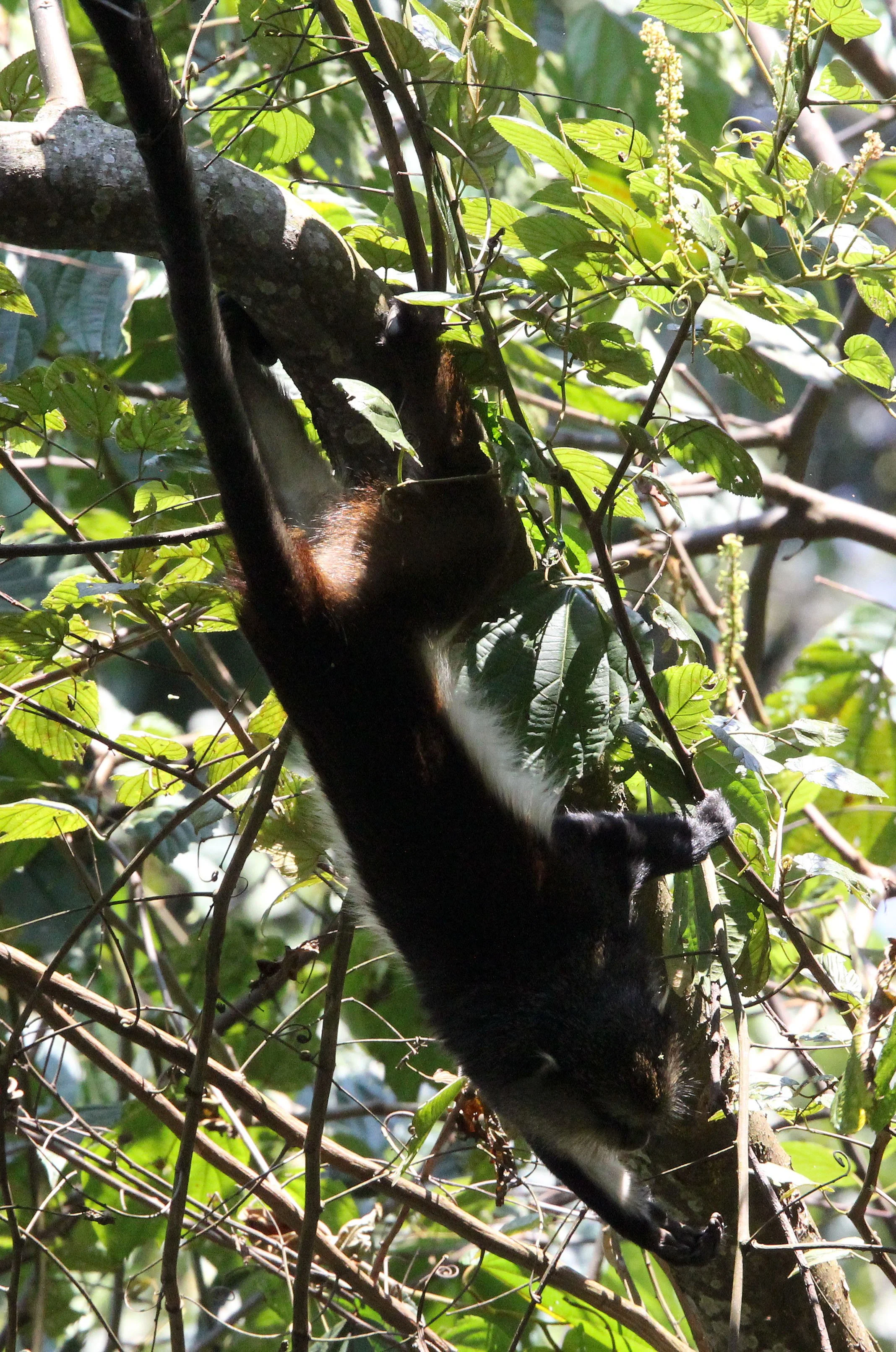 CERCOPITHECIDAE - Cercopithecus denti - DENT'S MONKEY - NYUNGWE NATIONAL PARK RWANDA (268).JPG