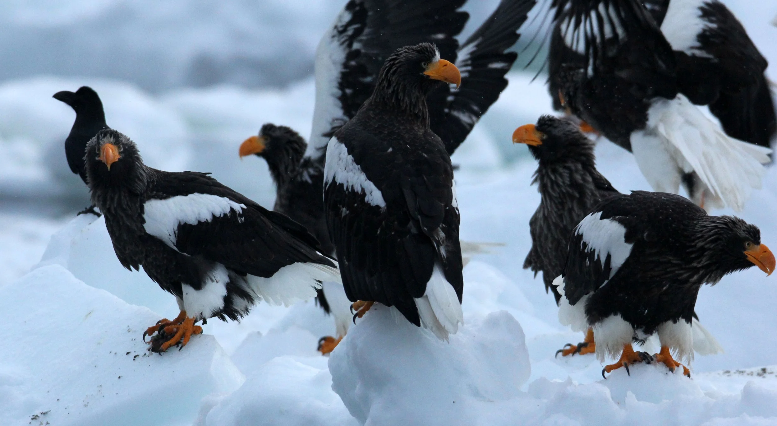 BIRD - EAGLE - STELLER'S SEA EAGLE - RAUSU, SHIRETOKO PENINSULA, HOKKAIDO JAPAN (112).JPG