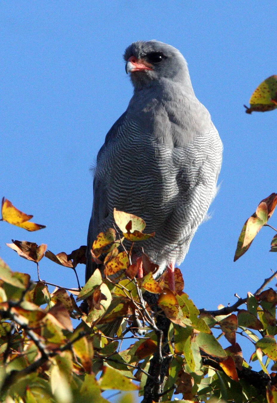 Melierax canorus - SOUTHERN PALE CHANTING GOSHAWK - KRUGER NATIONAL PARK SOUTH AFRICA (8).JPG