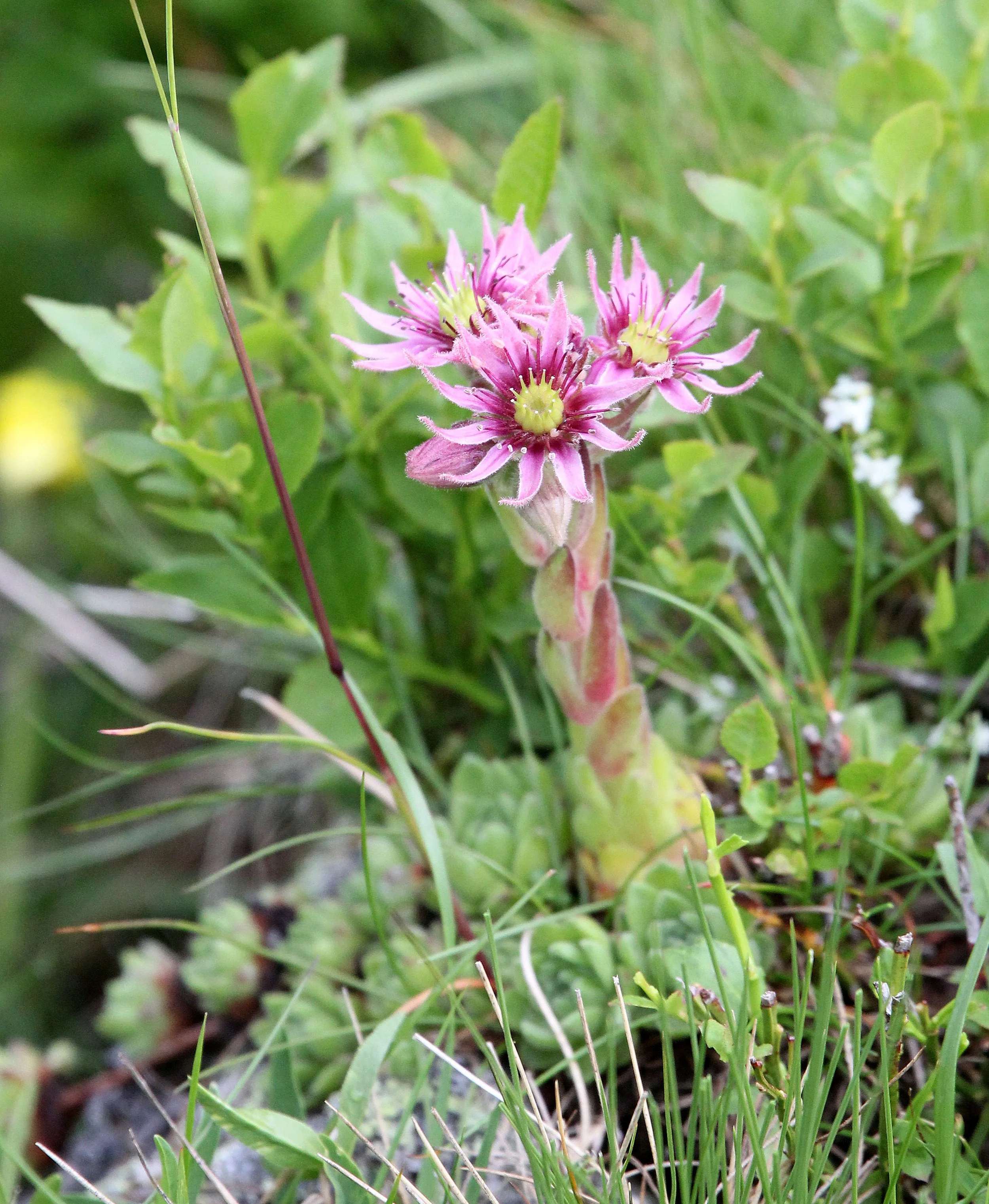 ARRENS MARSOUS PYRENEES NATIONAL PARK FRANCE (4).JPG