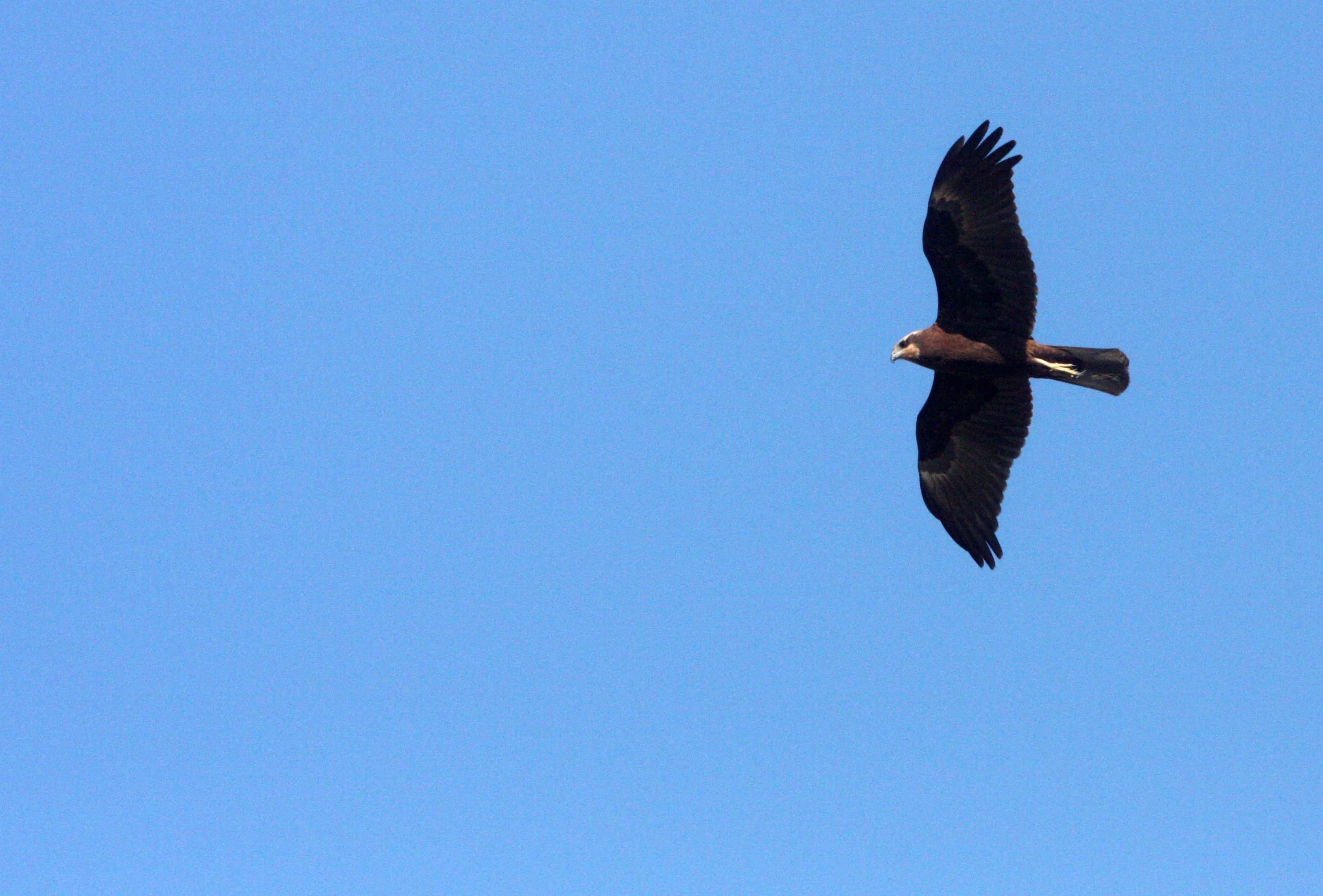 Circus aeruginosus - EURASIAN MARSH HARRIER - LITTLE RANN OF KUTCH INDIA (5).JPG