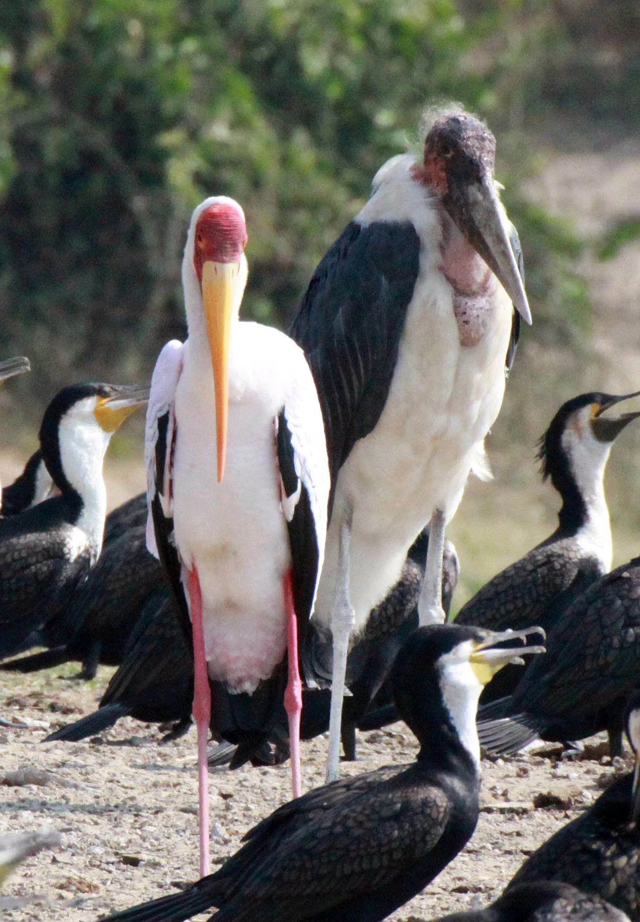 STORK - YELLOW-BILLED STORK - Mycteria ibis - QUEEN ELIZABETH NATIONAL PARK UGANDA (2).JPG