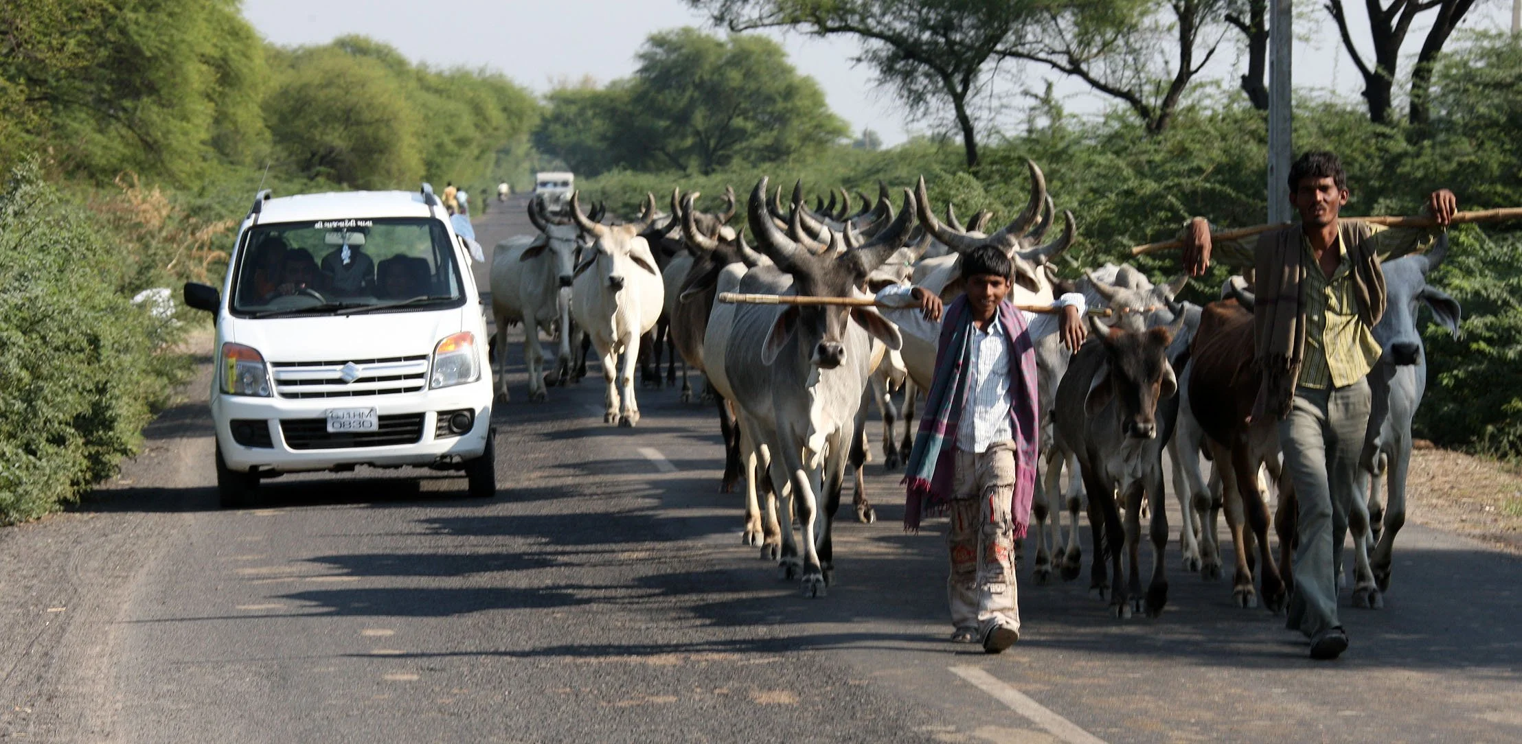 GUJARAT - KUTCH - LITTLE RANN OF KUTCH INDIA (16).JPG