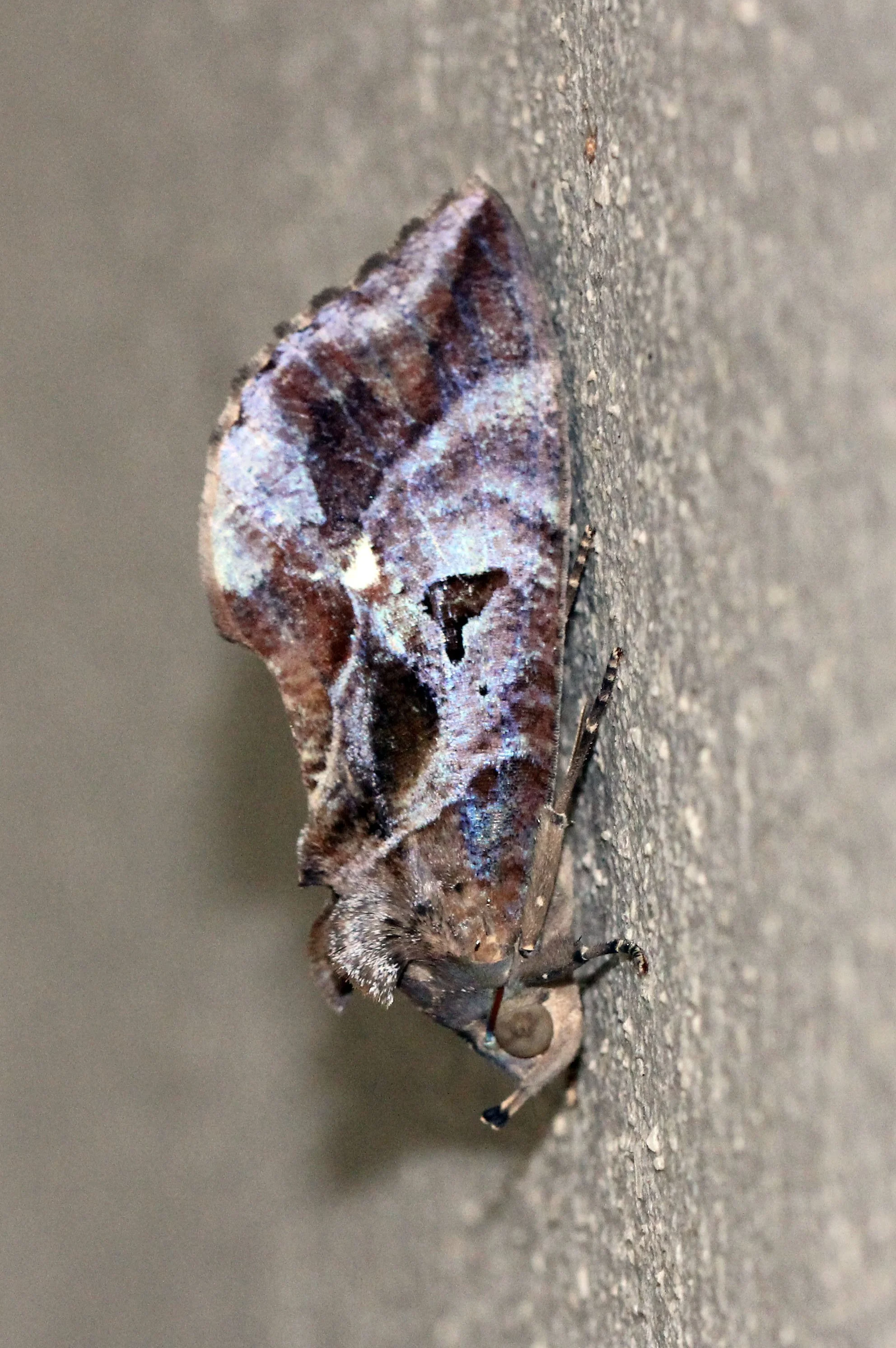 Noctuidae - Eudocima falonia - Koh Lanta, Thailand 