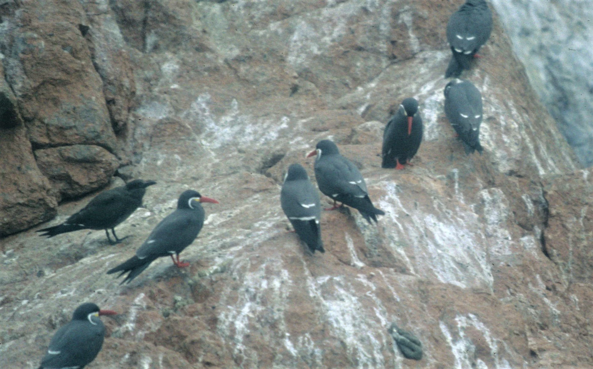 BIRD - TERN - INCA - PARACAS A.jpg