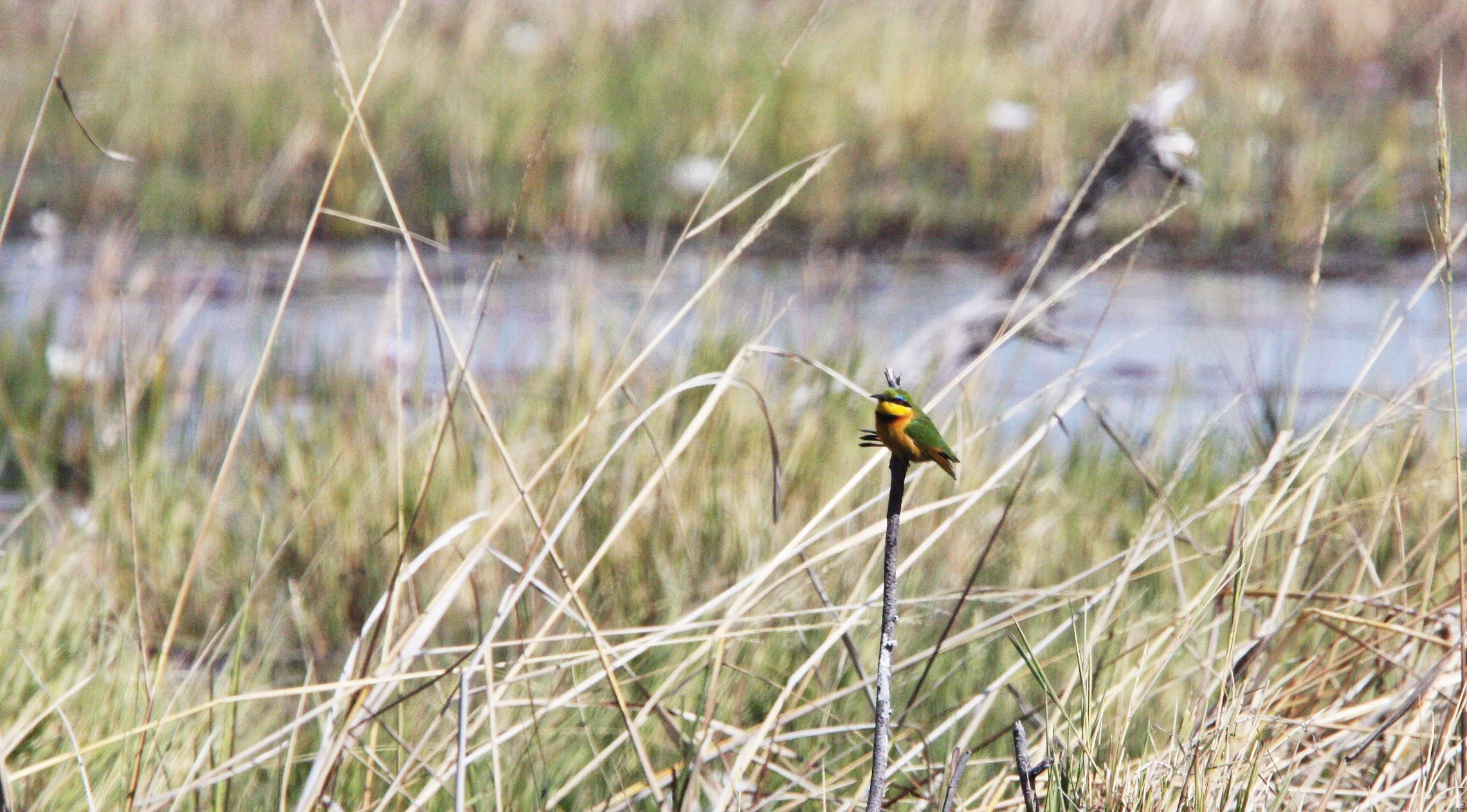 BIRD - BEE-EATER - LITTLE BEE-EATER - MEROPS PUSILLUS - KHWAI CAMP OKAVANGO BOTSWANA.JPG